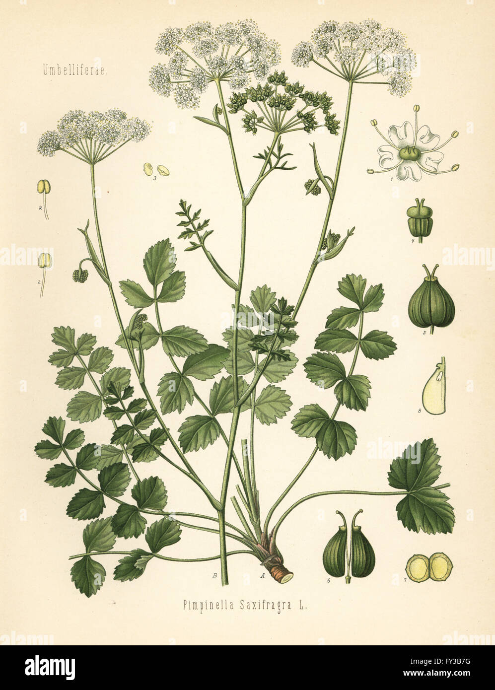 Burnet-saxifrage, Pimpinella saxifraga. Chromolithograph after a botanical illustration from Hermann Adolph Koehler's Medicinal Plants, edited by Gustav Pabst, Koehler, Germany, 1887. Stock Photo