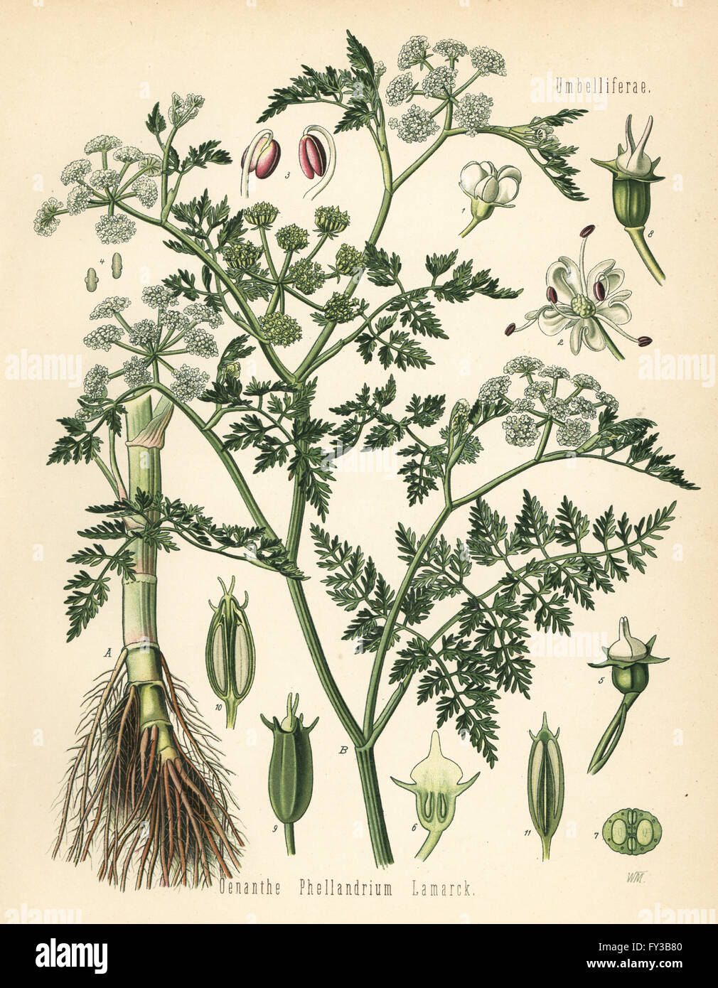 Fine-leafed water dropwort, Oenanthe aquatica (Oenanthe phellandrium). Chromolithograph after a botanical illustration by Walther Muller from Hermann Adolph Koehler's Medicinal Plants, edited by Gustav Pabst, Koehler, Germany, 1887. Stock Photo