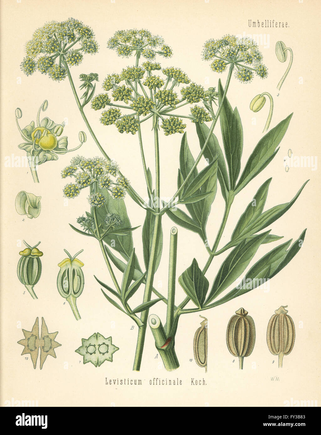Lovage, Levisticum officinale. Chromolithograph after a botanical illustration by Walther Muller from Hermann Adolph Koehler's Medicinal Plants, edited by Gustav Pabst, Koehler, Germany, 1887. Stock Photo