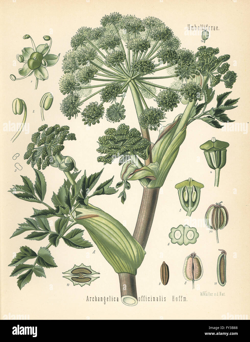 Angelica archangelica illustration hires stock photography and images Alamy