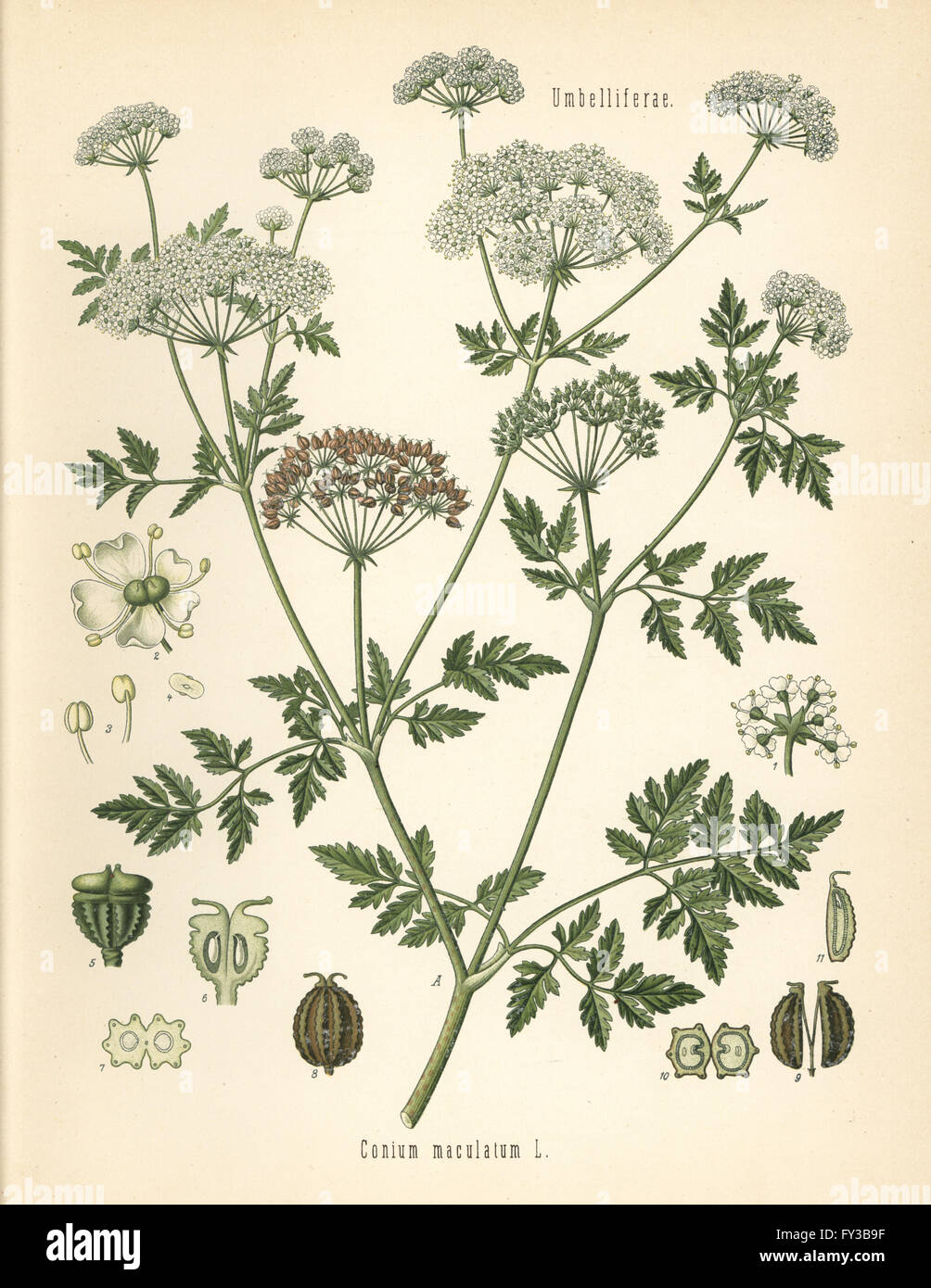 Poison hemlock, Conium maculatum. Chromolithograph after a botanical illustration from Hermann Adolph Koehler's Medicinal Plants, edited by Gustav Pabst, Koehler, Germany, 1887. Stock Photo