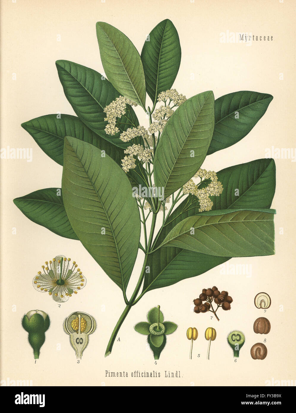 Allspice or Jamaica pepper, Pimenta officinalis. Chromolithograph after a botanical illustration from Hermann Adolph Koehler's Medicinal Plants, edited by Gustav Pabst, Koehler, Germany, 1887. Stock Photo