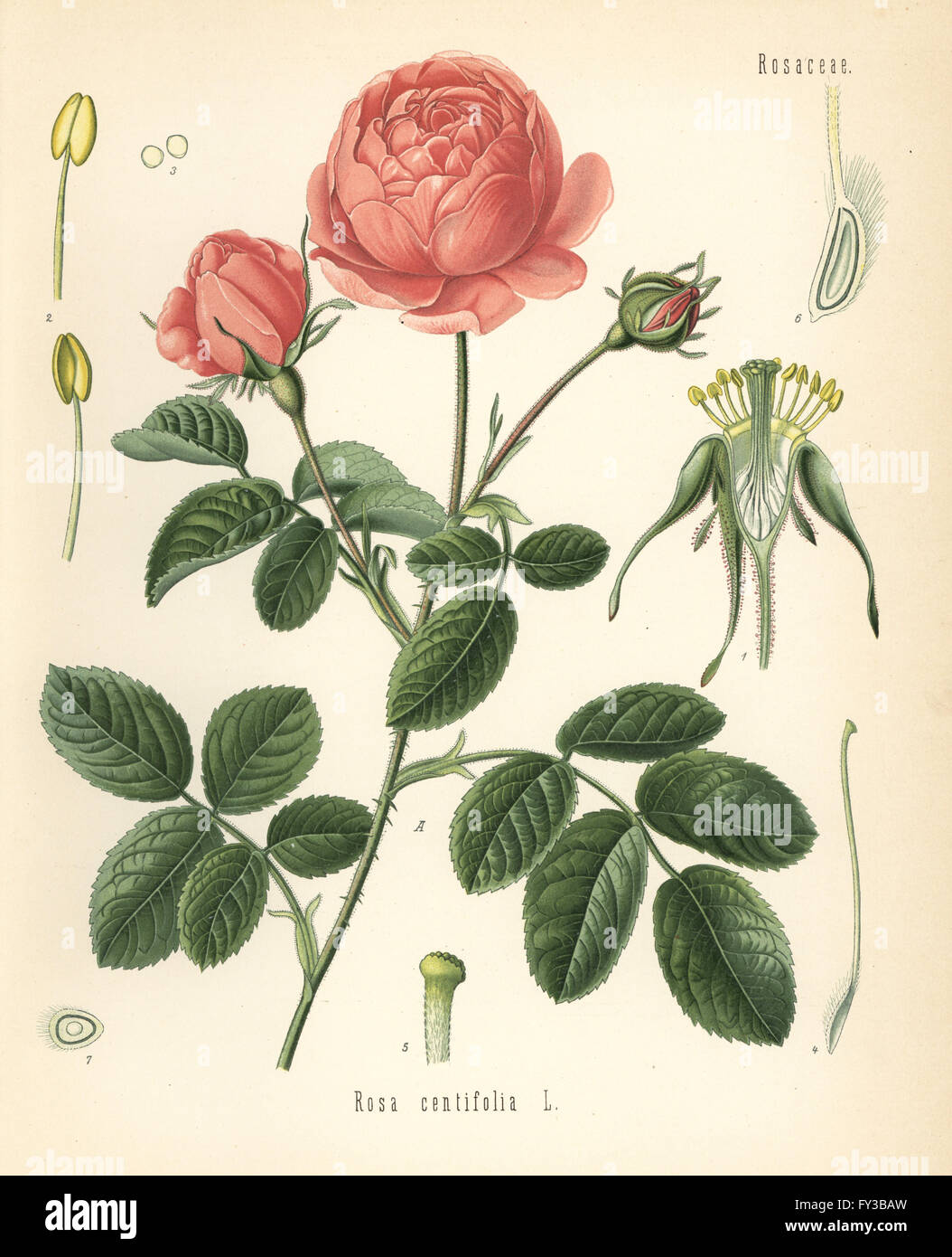 Pale rose, Rosa centifolia. Chromolithograph after a botanical illustration from Hermann Adolph Koehler's Medicinal Plants, edited by Gustav Pabst, Koehler, Germany, 1887. Stock Photo