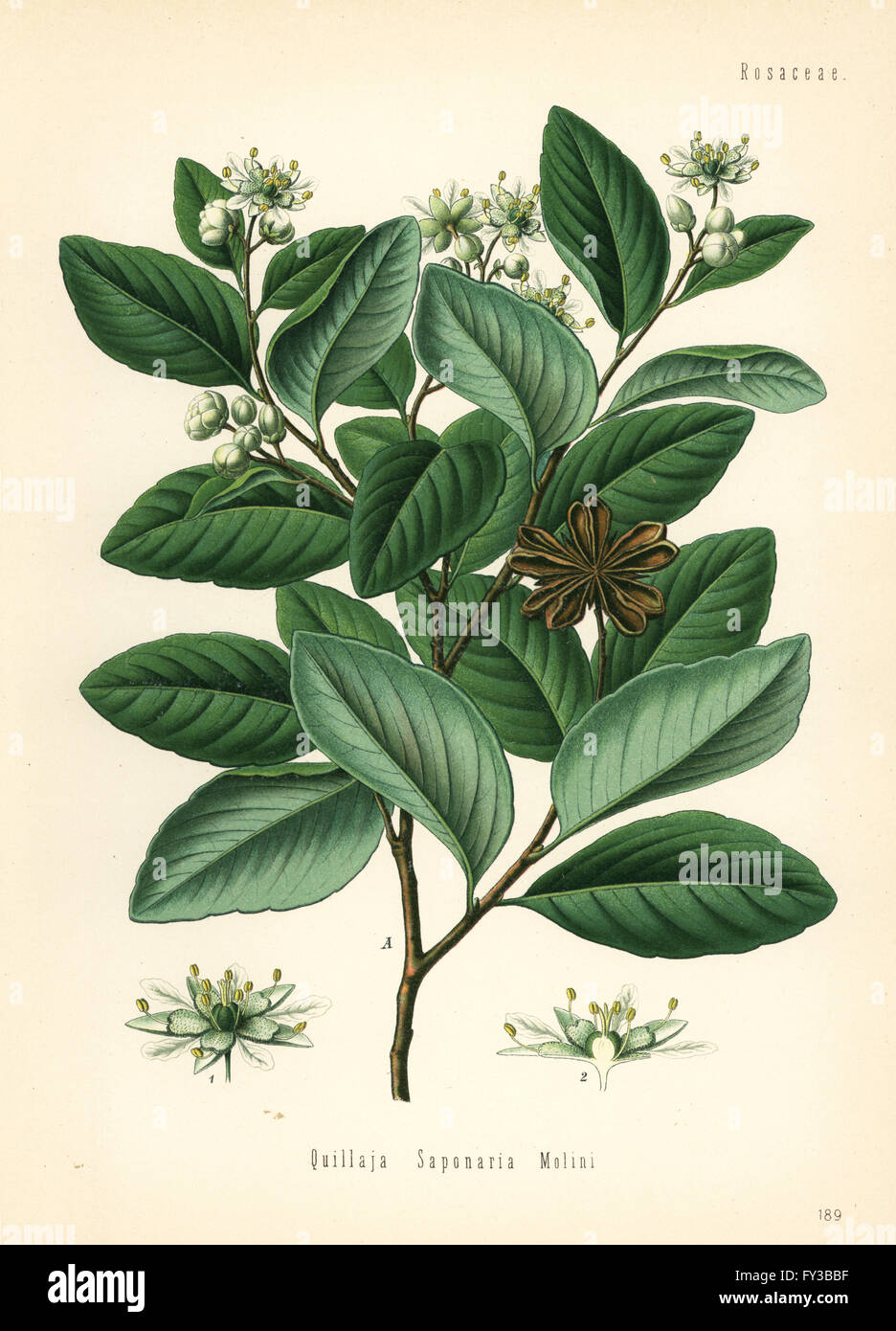 Soap bark tree or soapbark, Quillaja saponaria. Chromolithograph after a botanical illustration from Hermann Adolph Koehler's Medicinal Plants, edited by Gustav Pabst, Koehler, Germany, 1887. Stock Photo