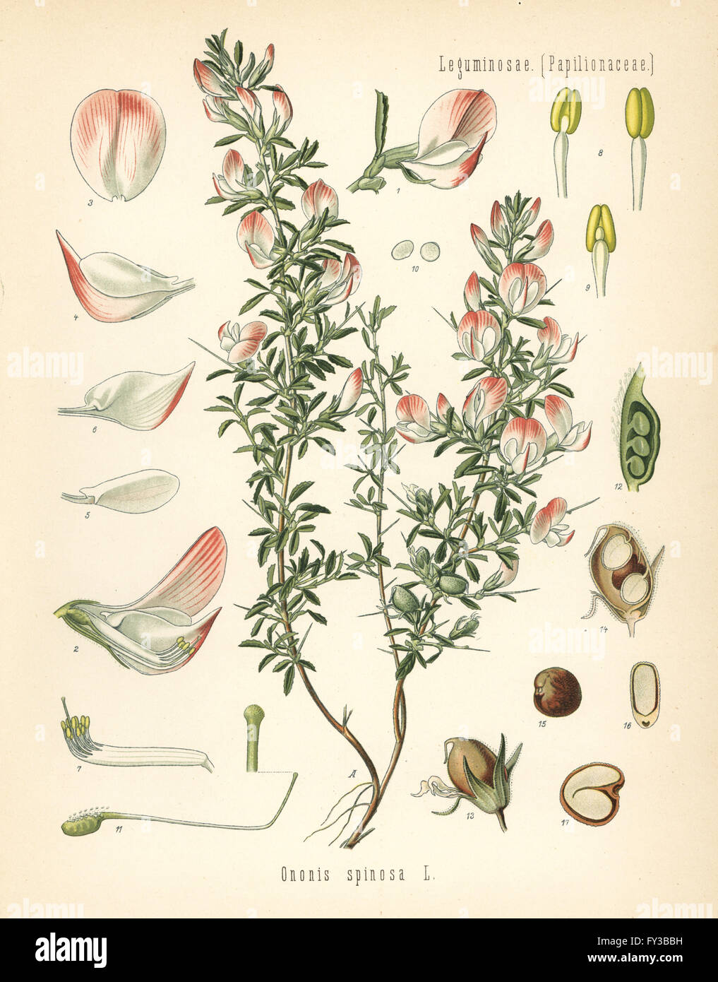 Spiny restharrow, Ononis spinosa. Chromolithograph after a botanical illustration from Hermann Adolph Koehler's Medicinal Plants, edited by Gustav Pabst, Koehler, Germany, 1887. Stock Photo