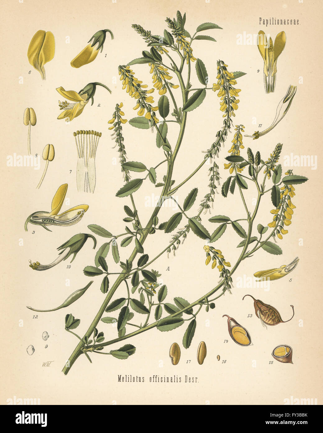 Tall yellow sweetclover or tall melilot, Melilotus altissimus (Melilotus officinalis). Chromolithograph after a botanical illustration from Hermann Adolph Koehler's Medicinal Plants, edited by Gustav Pabst, Koehler, Germany, 1887. Stock Photo