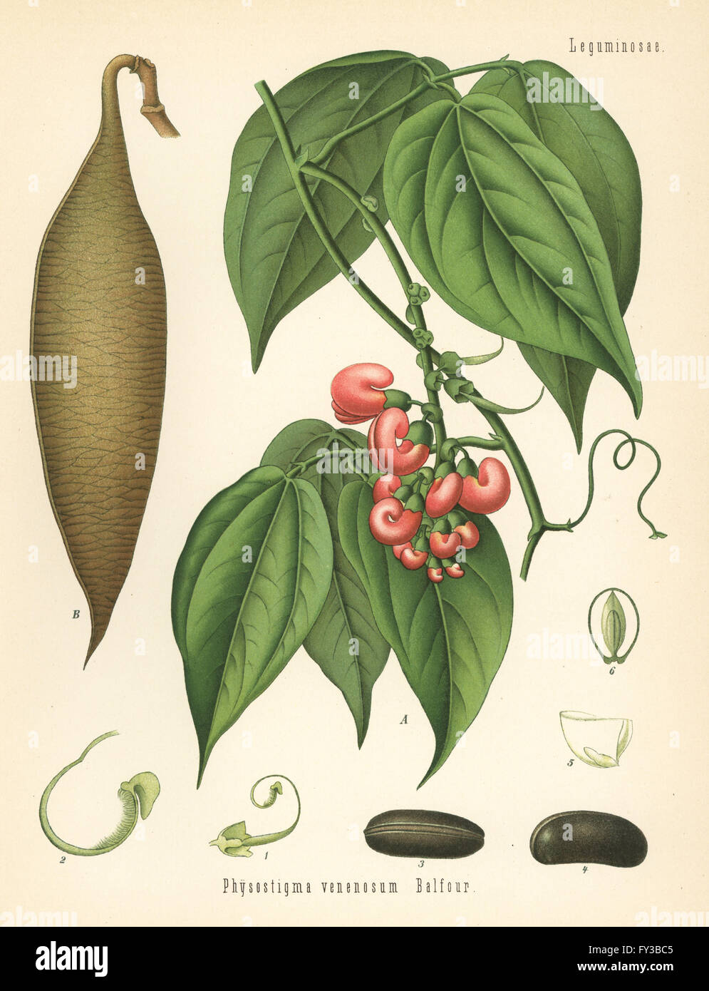 Calabar bean or ordeal bean, Physostigma venenosum. Chromolithograph after a botanical illustration from Hermann Adolph Koehler's Medicinal Plants, edited by Gustav Pabst, Koehler, Germany, 1887. Stock Photo