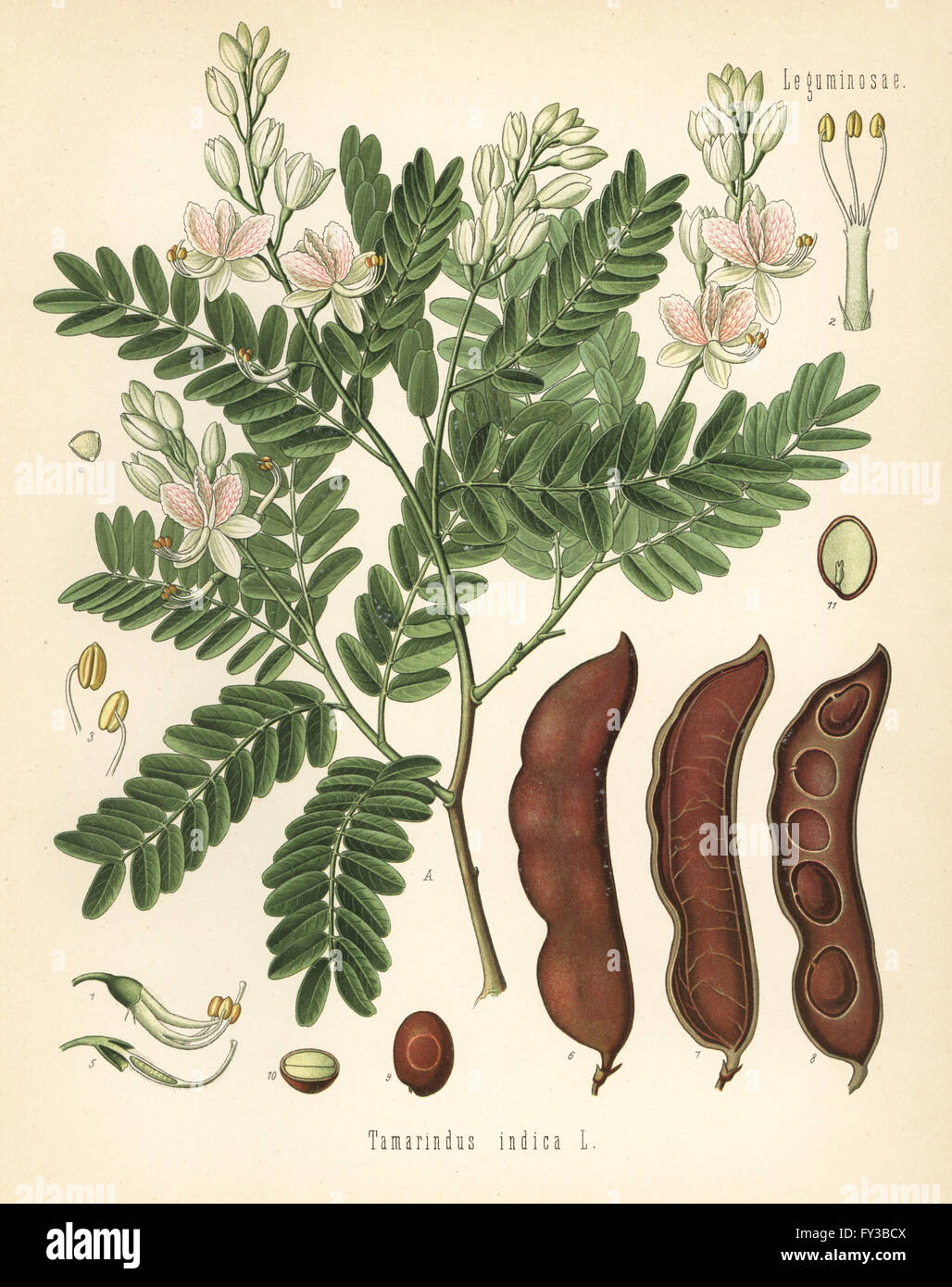 Tamarind, Tamarindus indica. Chromolithograph after a botanical illustration from Hermann Adolph Koehler's Medicinal Plants, edited by Gustav Pabst, Koehler, Germany, 1887. Stock Photo