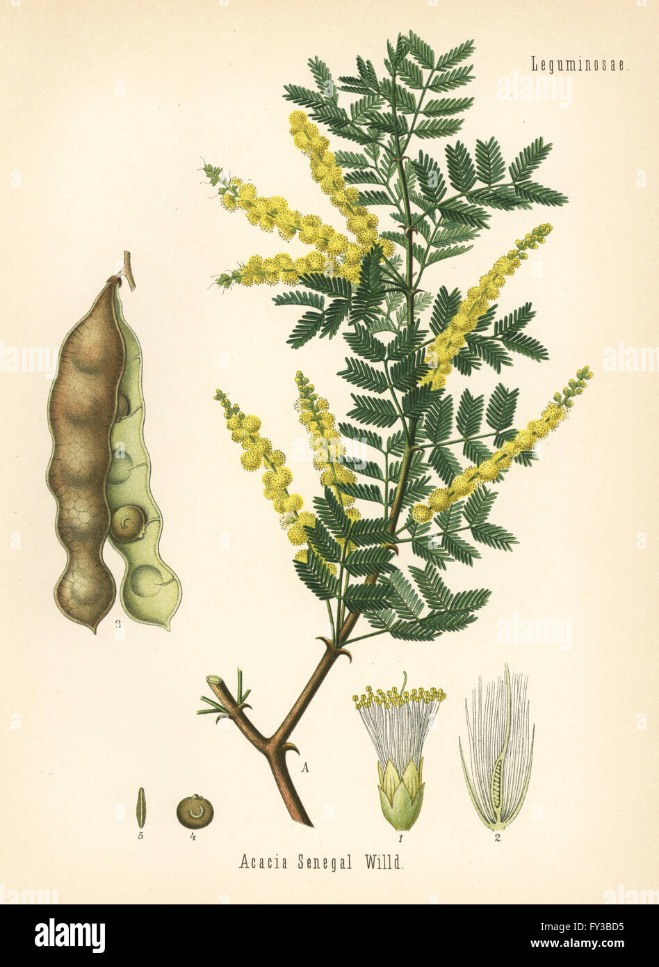 Gum acacia or gum arabic tree, Acacia senegal. Chromolithograph after a botanical illustration from Hermann Adolph Koehler's Medicinal Plants, edited by Gustav Pabst, Koehler, Germany, 1887. Stock Photo