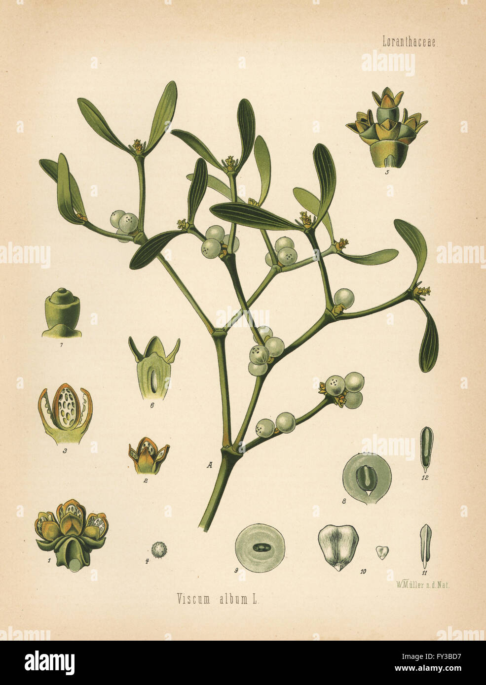 Mistletoe, Viscum album. Chromolithograph after a botanical illustration by Walther Muller from Hermann Adolph Koehler's Medicinal Plants, edited by Gustav Pabst, Koehler, Germany, 1887. Stock Photo