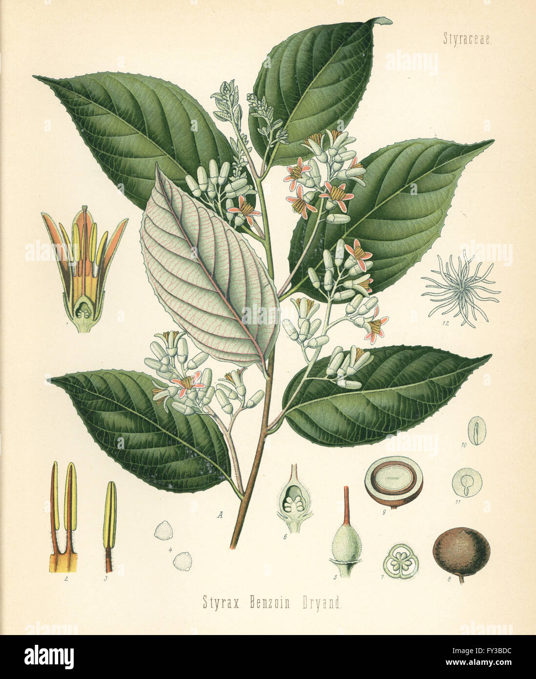 Benzoin tree, Styrax benzoin. Chromolithograph after a botanical illustration from Hermann Adolph Koehler's Medicinal Plants, edited by Gustav Pabst, Koehler, Germany, 1887. Stock Photo
