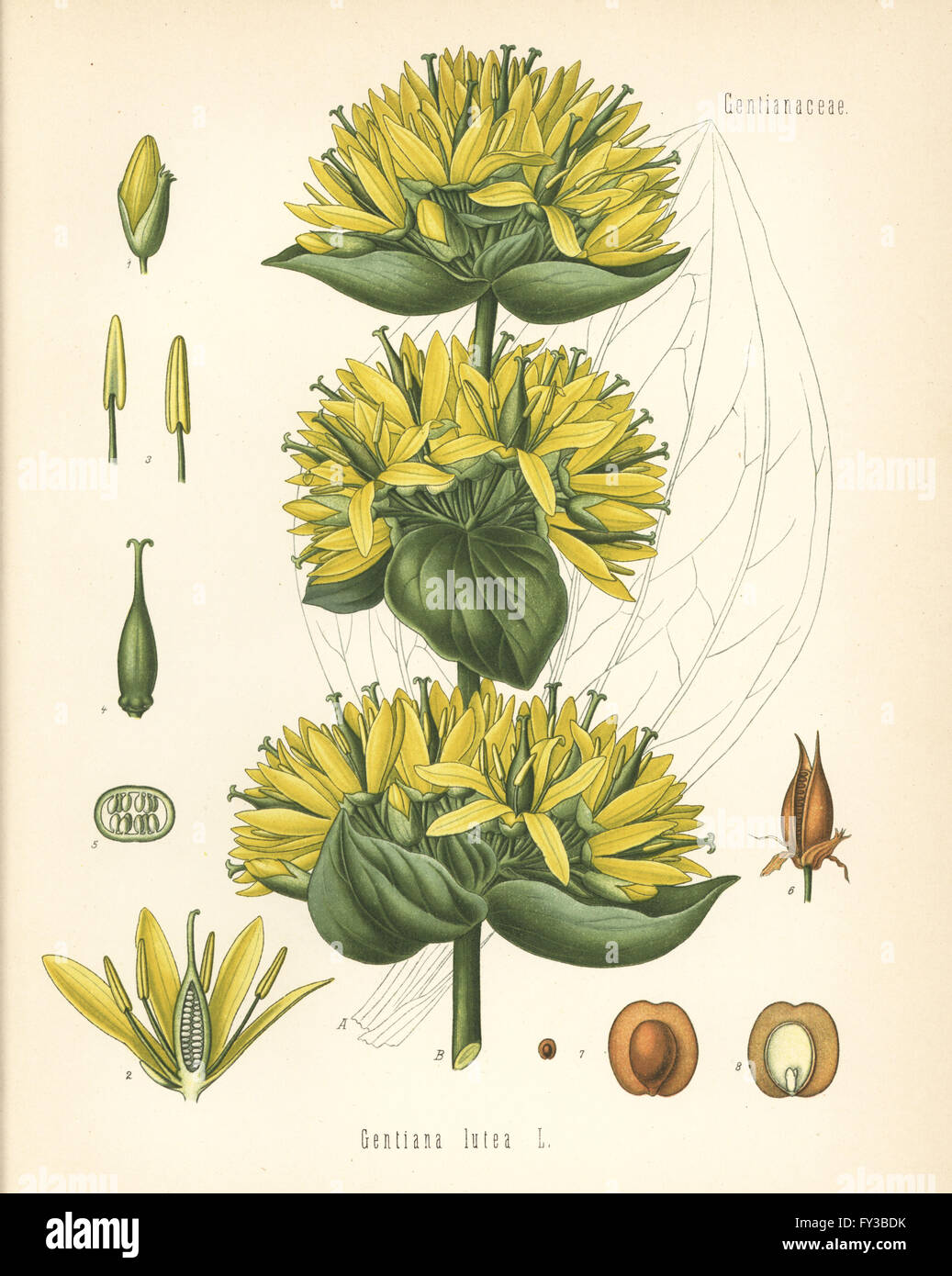 Gentian, Gentiana lutea. Chromolithograph after a botanical illustration from Hermann Adolph Koehler's Medicinal Plants, edited by Gustav Pabst, Koehler, Germany, 1887. Stock Photo