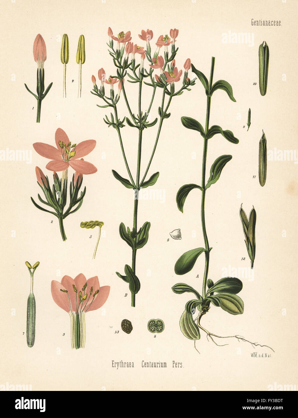 Centaury, Centaurium erythraea (Erythraea centaurium). Chromolithograph after a botanical illustration by Walther Muller from Hermann Adolph Koehler's Medicinal Plants, edited by Gustav Pabst, Koehler, Germany, 1887. Stock Photo