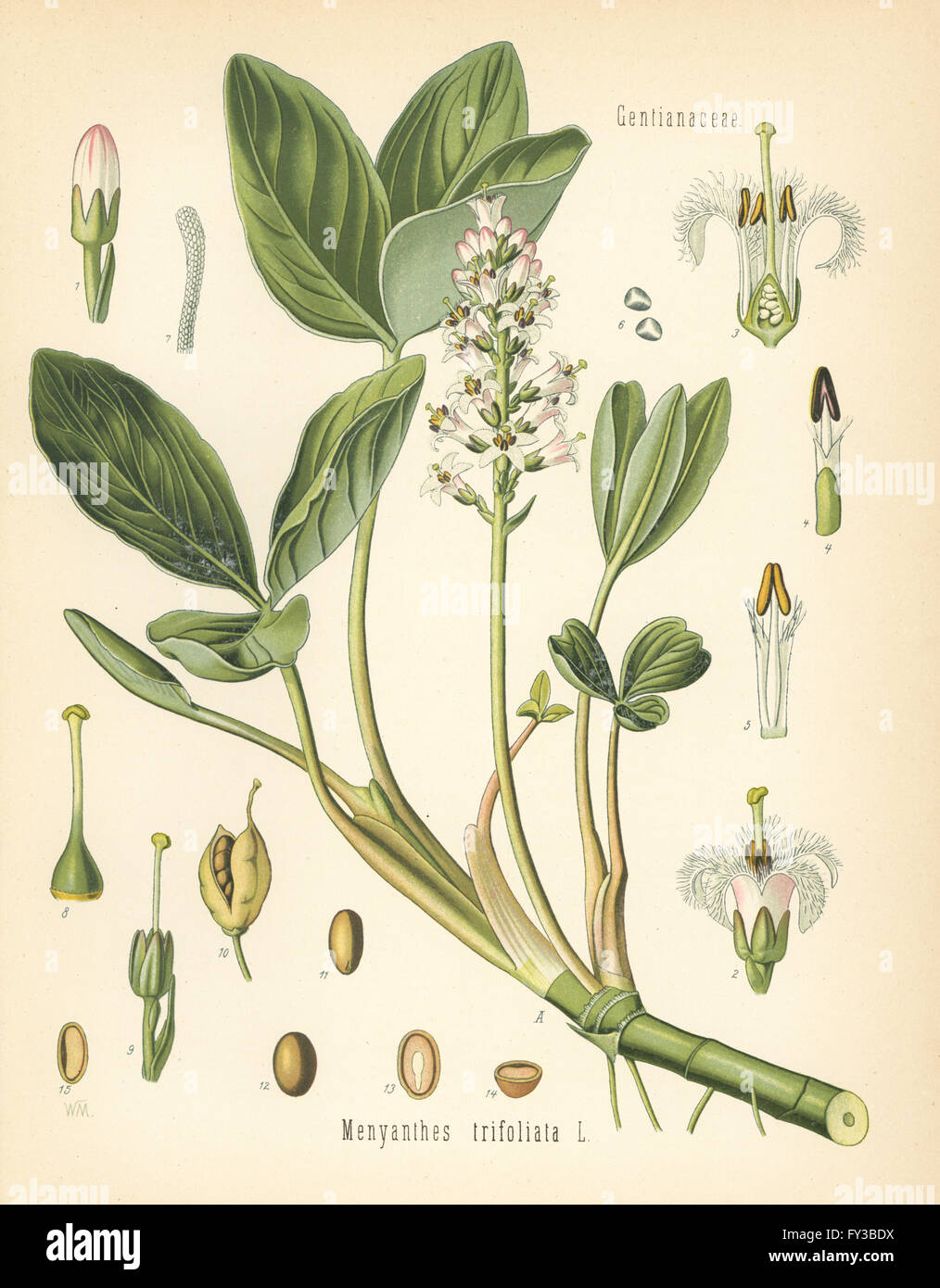 Buckbean, Menyanthes trifoliata. Chromolithograph after a botanical illustration from Hermann Adolph Koehler's Medicinal Plants, edited by Gustav Pabst, Koehler, Germany, 1887. Stock Photo