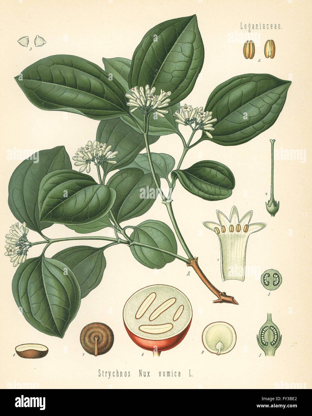 Strychnine tree, Strychnos nux-vomica. Chromolithograph after a botanical illustration from Hermann Adolph Koehler's Medicinal Plants, edited by Gustav Pabst, Koehler, Germany, 1887. Stock Photo