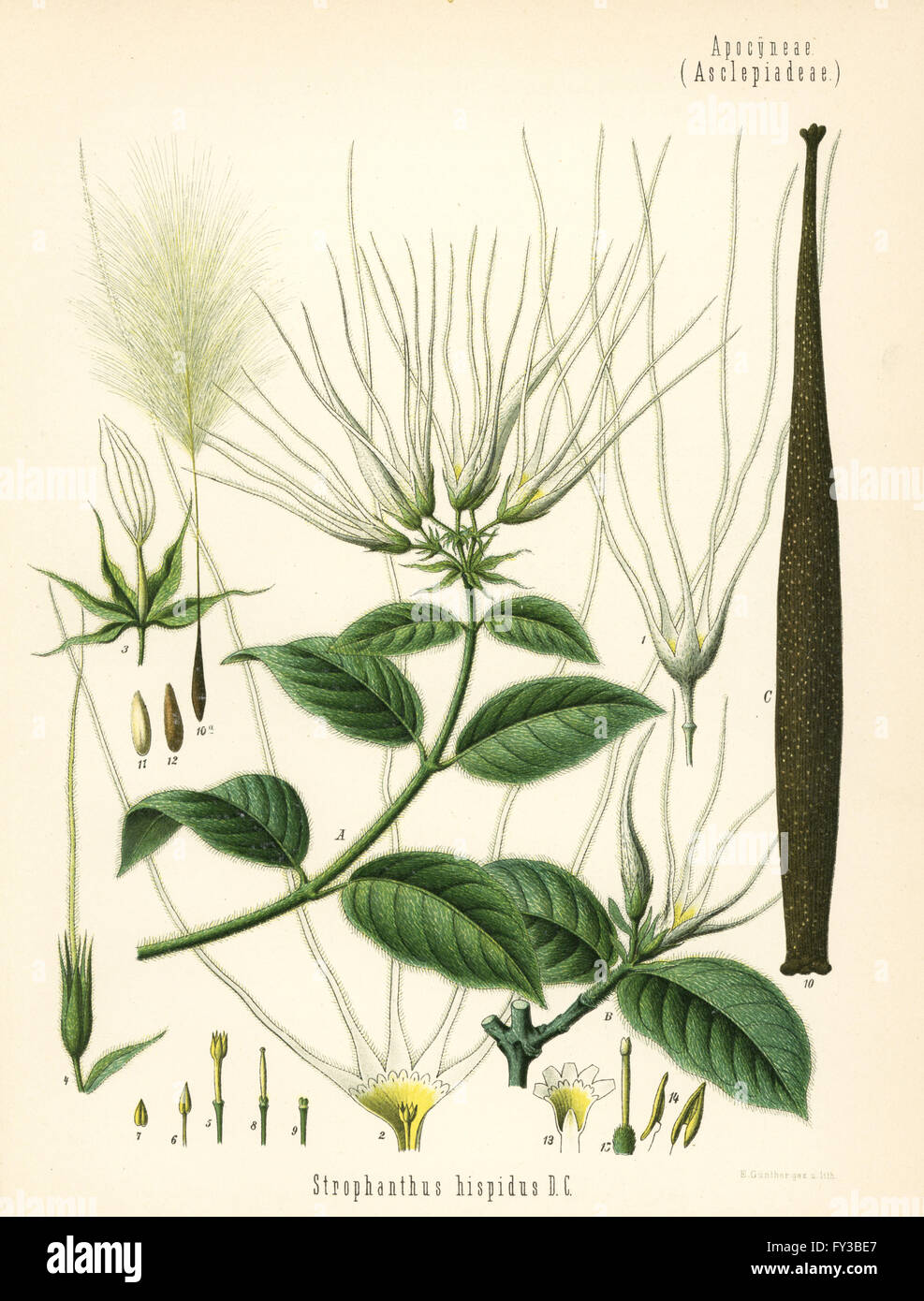 Strophanthus hispidus. Chromolithograph by E. Gunther after a botanical illustration from Hermann Adolph Koehler's Medicinal Plants, edited by Gustav Pabst, Koehler, Germany, 1887. Stock Photo