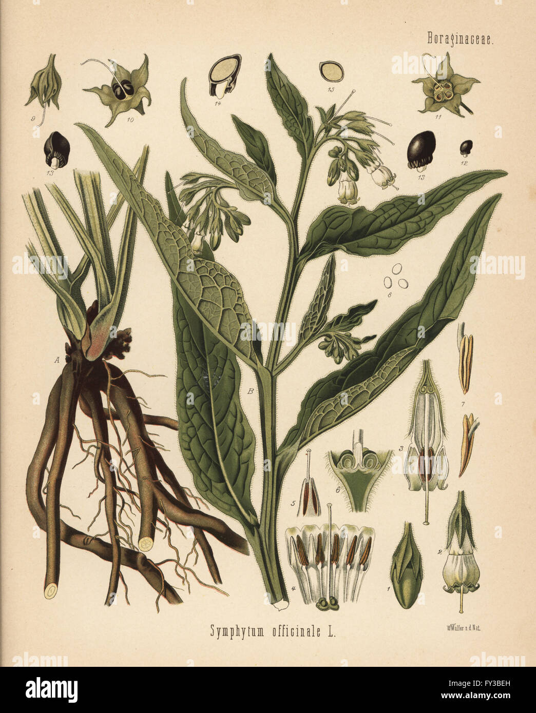 Comfrey, Symphytum officinale. Chromolithograph after a botanical illustration by Walther Muller from Hermann Adolph Koehler's Medicinal Plants, edited by Gustav Pabst, Koehler, Germany, 1887. Stock Photo
