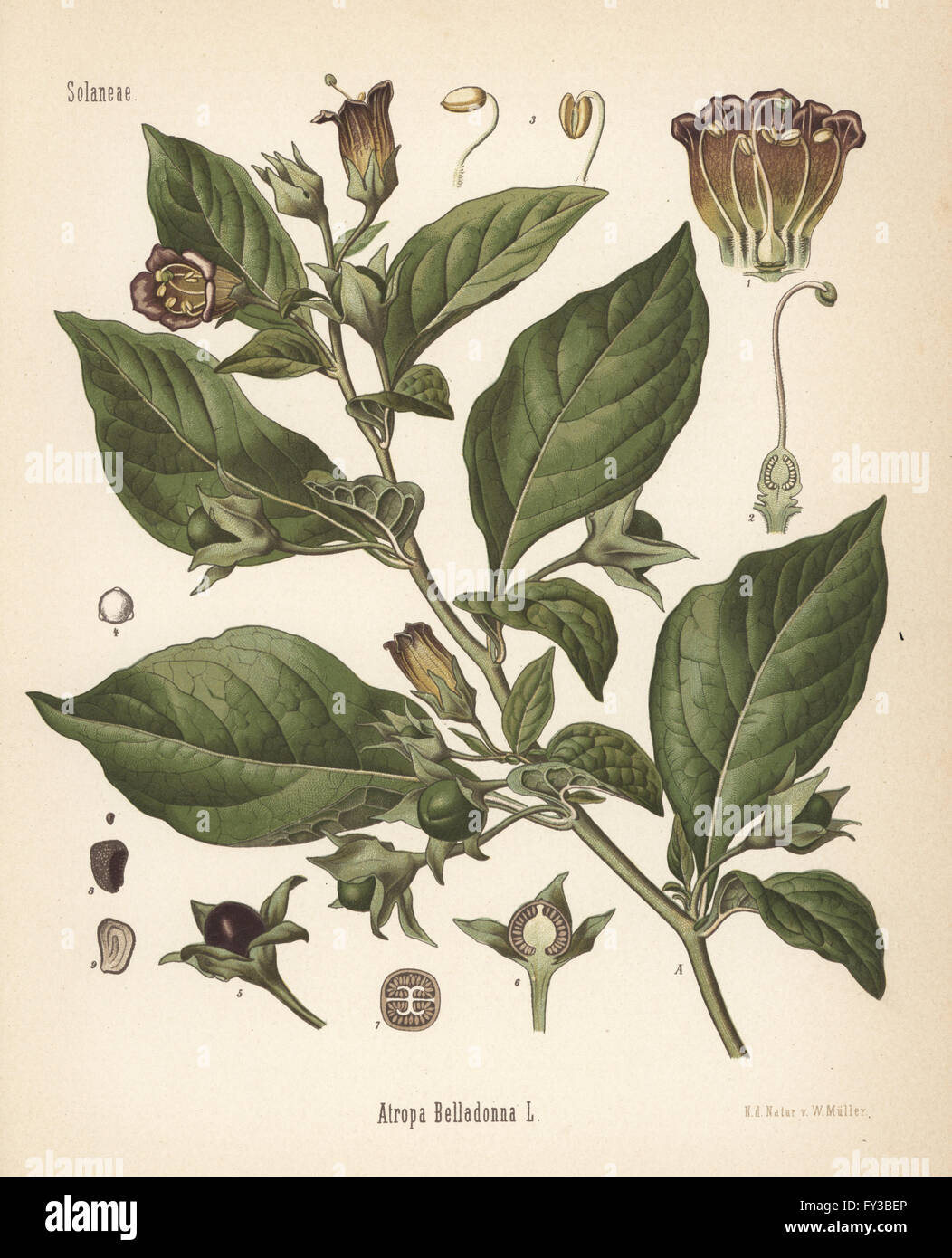 Belladonna or deadly nightshade, Atropa belladonna. Chromolithograph after a botanical illustration by Walther Muller from Hermann Adolph Koehler's Medicinal Plants, edited by Gustav Pabst, Koehler, Germany, 1887. Stock Photo