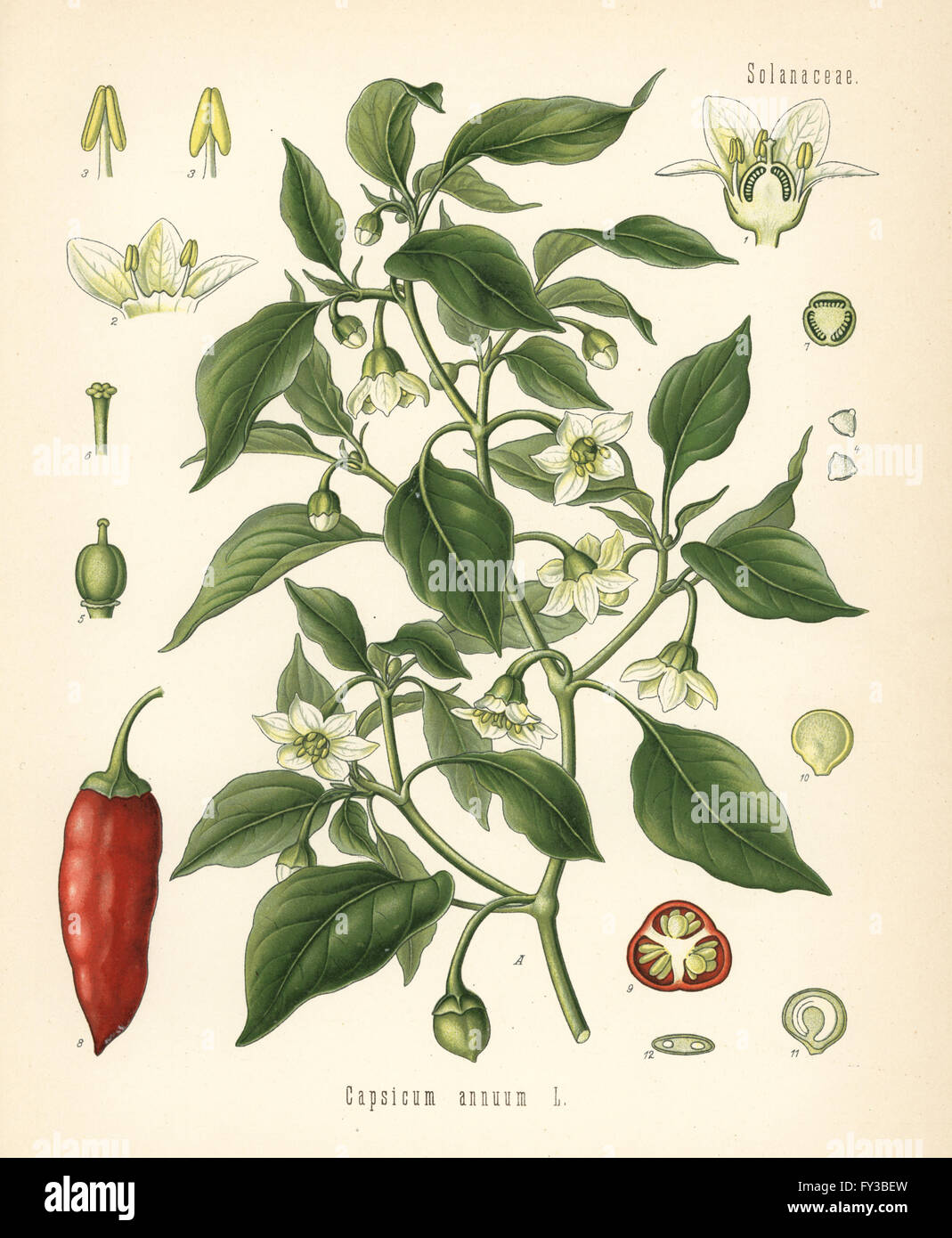 Chili pepper, Capsicum annuum. Chromolithograph after a botanical illustration from Hermann Adolph Koehler's Medicinal Plants, edited by Gustav Pabst, Koehler, Germany, 1887. Stock Photo
