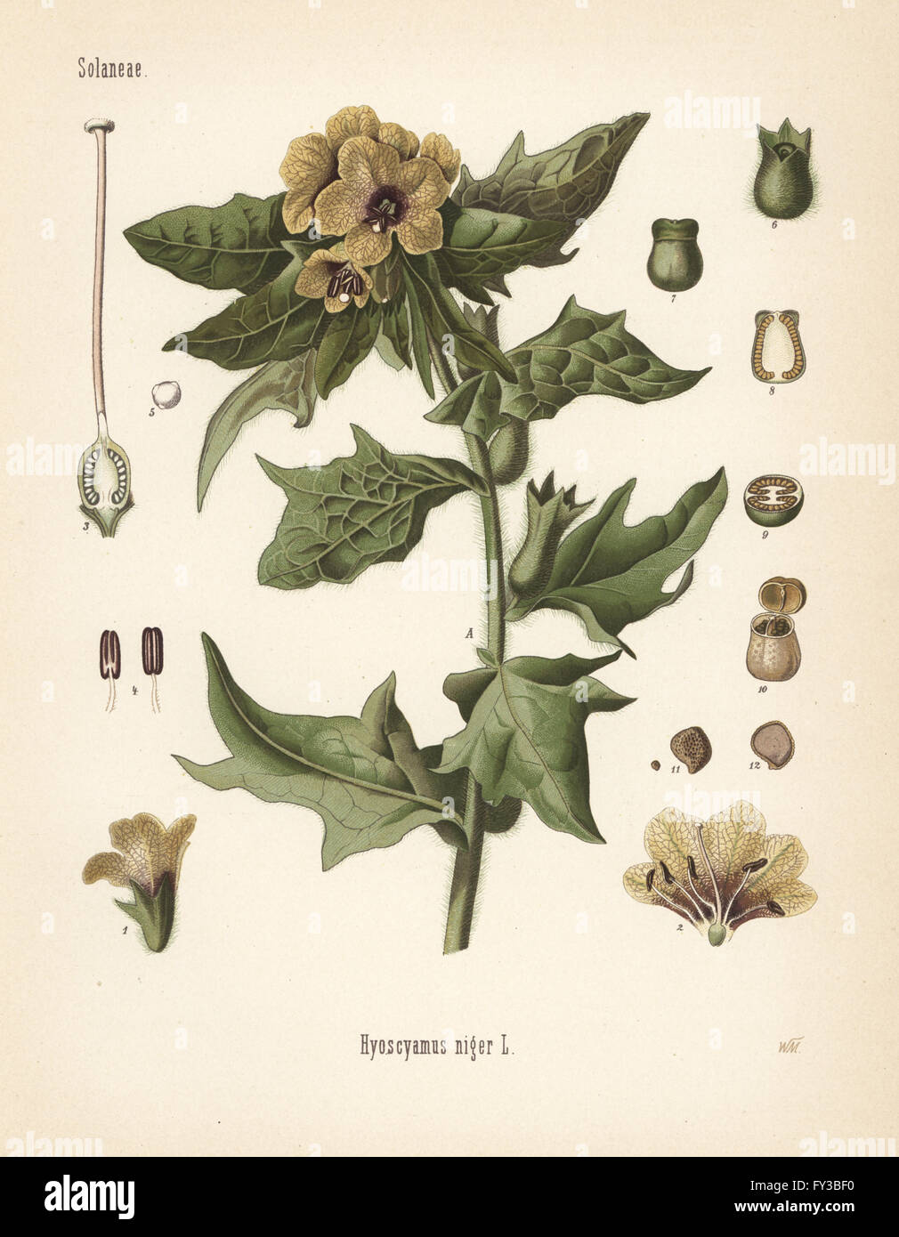 Henbane, Hyoscyamus niger. Chromolithograph after a botanical illustration by Walther Muller from Hermann Adolph Koehler's Medicinal Plants, edited by Gustav Pabst, Koehler, Germany, 1887. Stock Photo