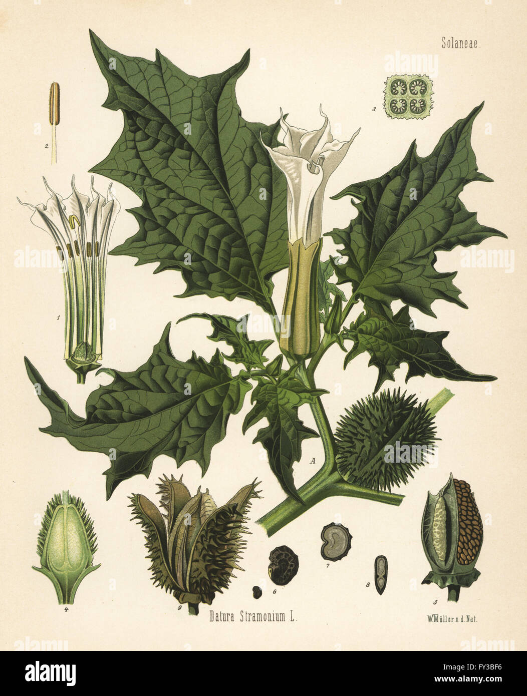 Jimson weed, Datura stramonium. Chromolithograph after a botanical illustration by Walther Muller from Hermann Adolph Koehler's Medicinal Plants, edited by Gustav Pabst, Koehler, Germany, 1887. Stock Photo