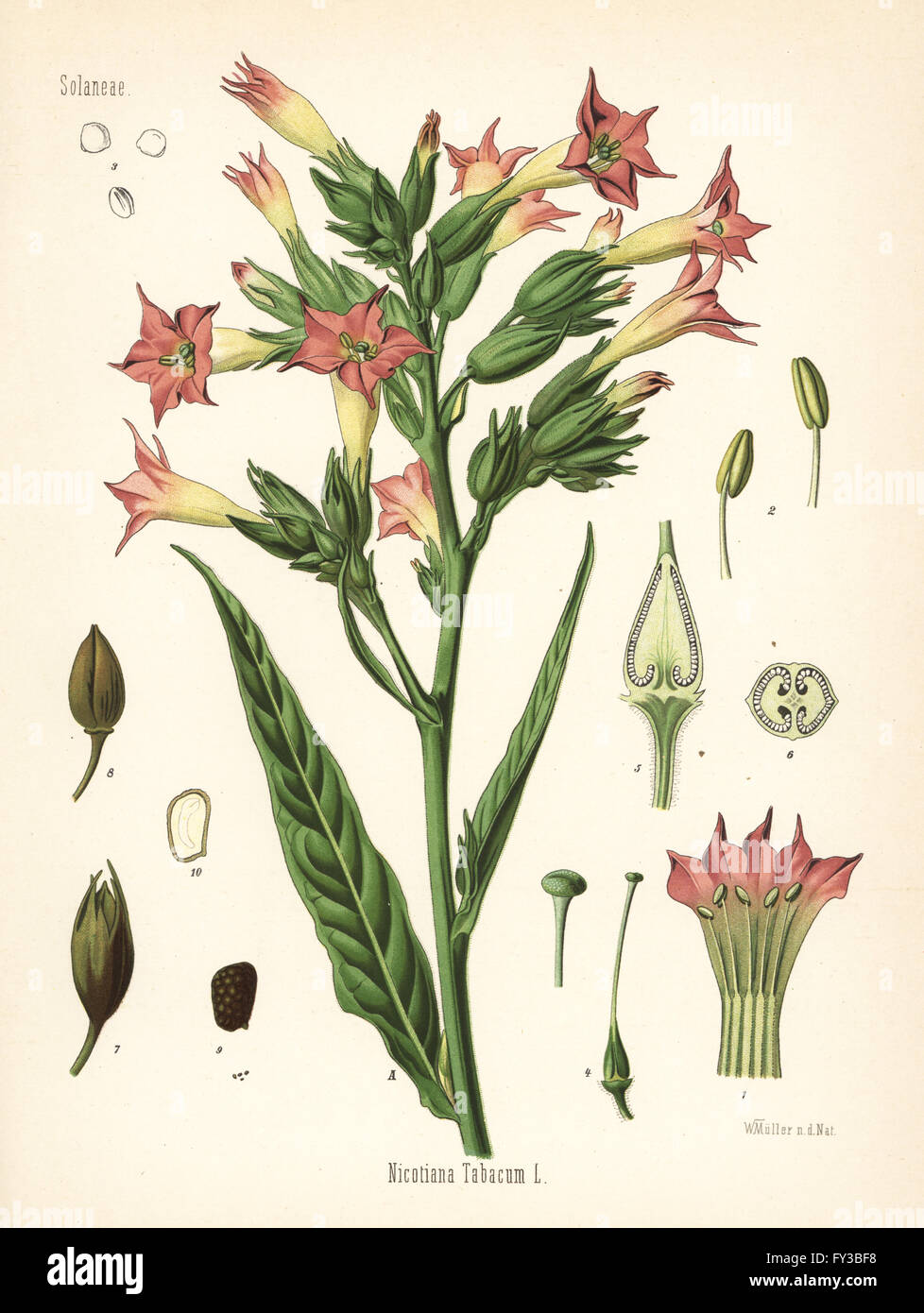Tobacco, Nicotiana tabacum. Chromolithograph after a botanical illustration by Walther Muller from Hermann Adolph Koehler's Medicinal Plants, edited by Gustav Pabst, Koehler, Germany, 1887. Stock Photo