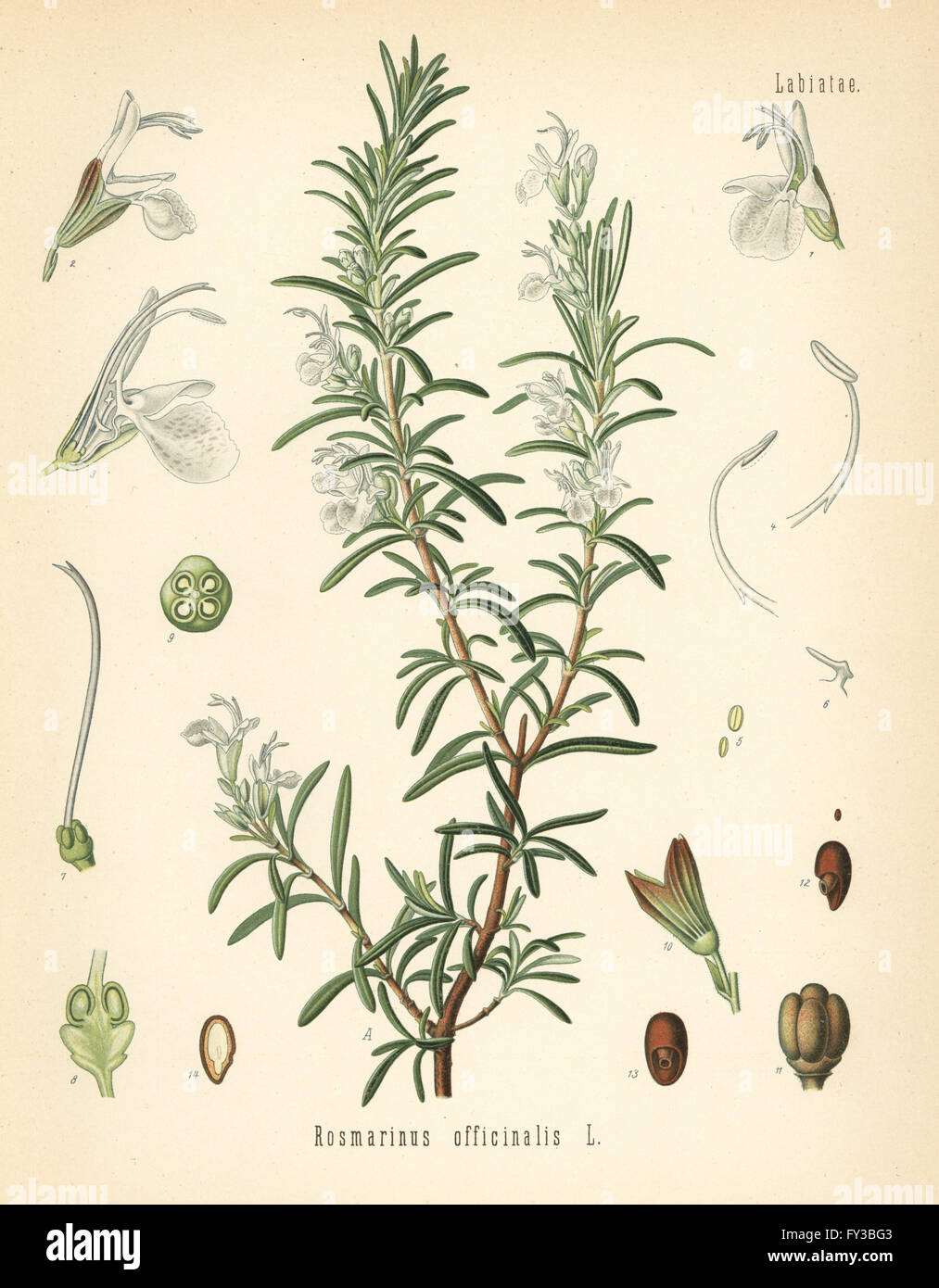 Rosemary, Rosmarinus officinalis. Chromolithograph after a botanical illustration from Hermann Adolph Koehler's Medicinal Plants, edited by Gustav Pabst, Koehler, Germany, 1887. Stock Photo