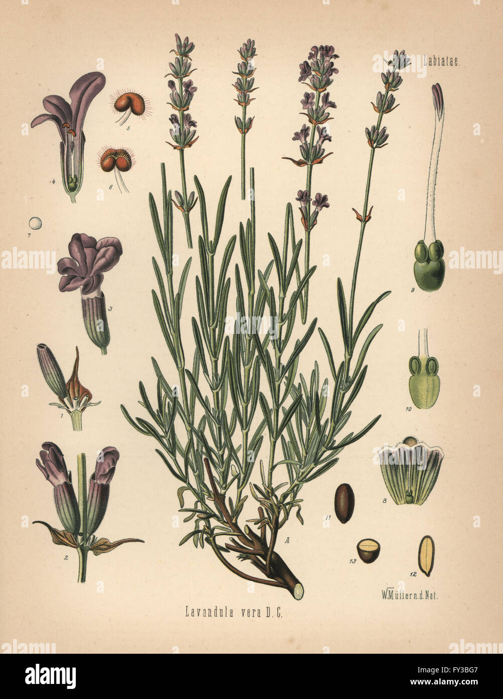 Lavender, Lavandula angustifolia subsp. pyrenaica (Lavandula vera). Chromolithograph after a botanical illustration by Walther Muller from Hermann Adolph Koehler's Medicinal Plants, edited by Gustav Pabst, Koehler, Germany, 1887. Stock Photo