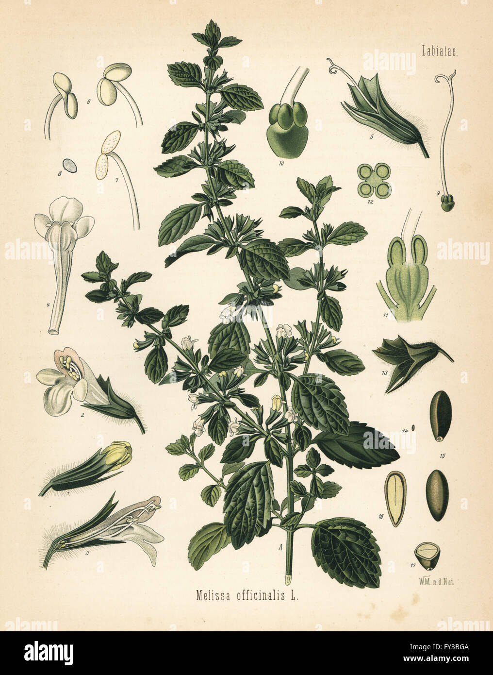 Lemon balm or balm mint, Melissa officinalis. Chromolithograph after a botanical illustration by Walther Muller from Hermann Adolph Koehler's Medicinal Plants, edited by Gustav Pabst, Koehler, Germany, 1887. Stock Photo