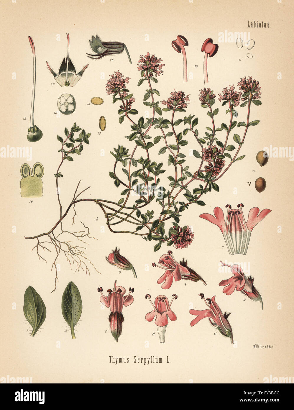 Breckland thyme or wild thyme, Thymus serpyllum. Chromolithograph after a botanical illustration by Walther Muller from Hermann Adolph Koehler's Medicinal Plants, edited by Gustav Pabst, Koehler, Germany, 1887. Stock Photo
