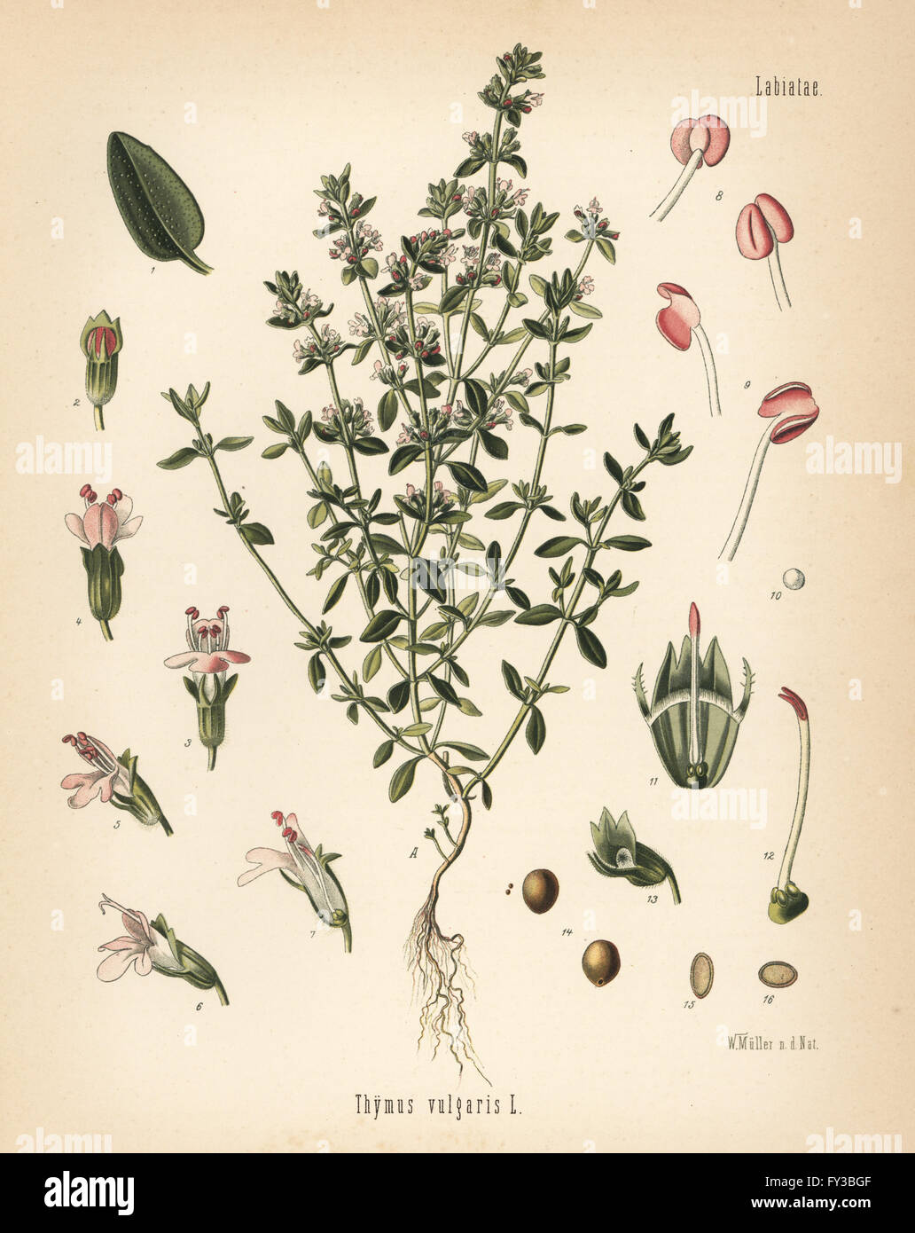 Garden thyme, Thymus vulgaris. Chromolithograph after a botanical