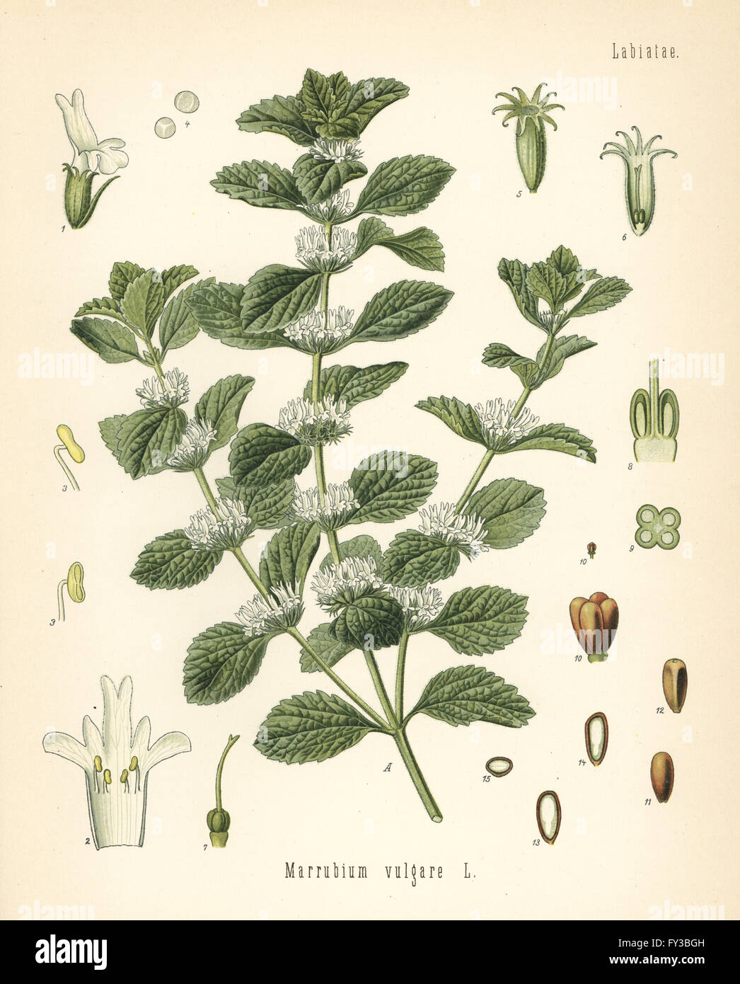Common horehound, Marrubium vulgare. Chromolithograph after a botanical illustration from Hermann Adolph Koehler's Medicinal Plants, edited by Gustav Pabst, Koehler, Germany, 1887. Stock Photo