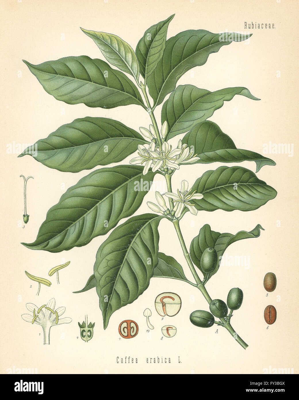 Coffee, Coffea arabica. Chromolithograph after a botanical illustration from Hermann Adolph Koehler's Medicinal Plants, edited by Gustav Pabst, Koehler, Germany, 1887. Stock Photo