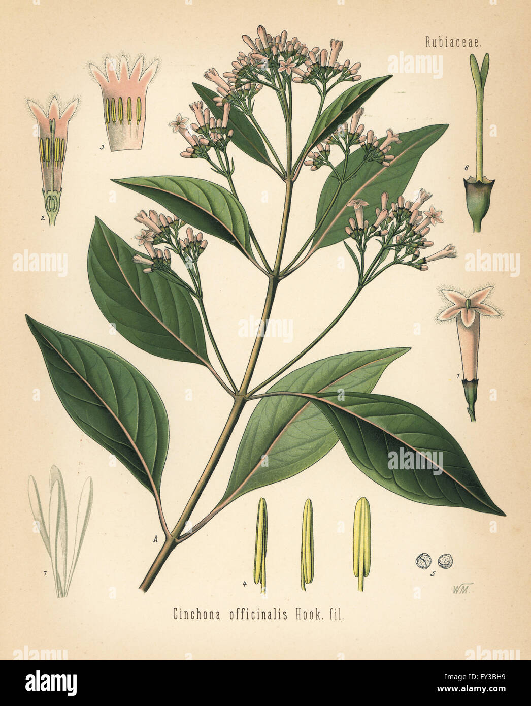 Quinine bark tree, Cinchona officinalis. Chromolithograph after a botanical illustration by Walther Muller from Hermann Adolph Koehler's Medicinal Plants, edited by Gustav Pabst, Koehler, Germany, 1887. Stock Photo