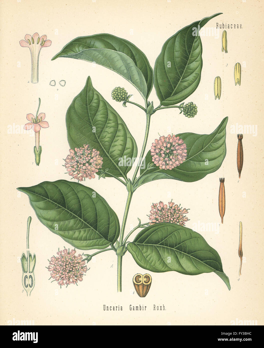 Gambier or gambir, Uncaria gambir. Chromolithograph after a botanical illustration from Hermann Adolph Koehler's Medicinal Plants, edited by Gustav Pabst, Koehler, Germany, 1887. Stock Photo