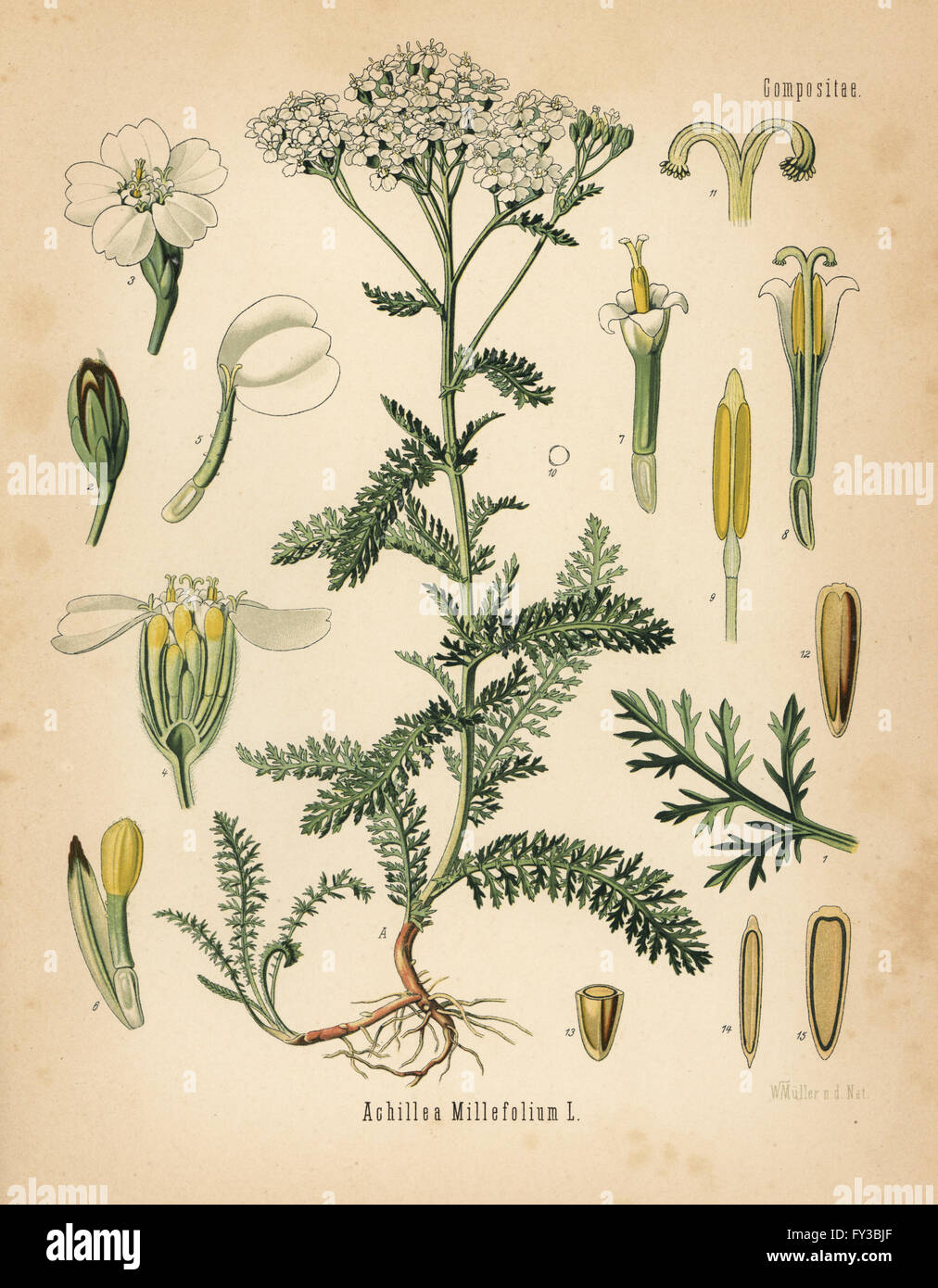 Yarrow, Achillea millefolium. Chromolithograph after a botanical illustration by Walther Muller from Hermann Adolph Koehler's Medicinal Plants, edited by Gustav Pabst, Koehler, Germany, 1887. Stock Photo