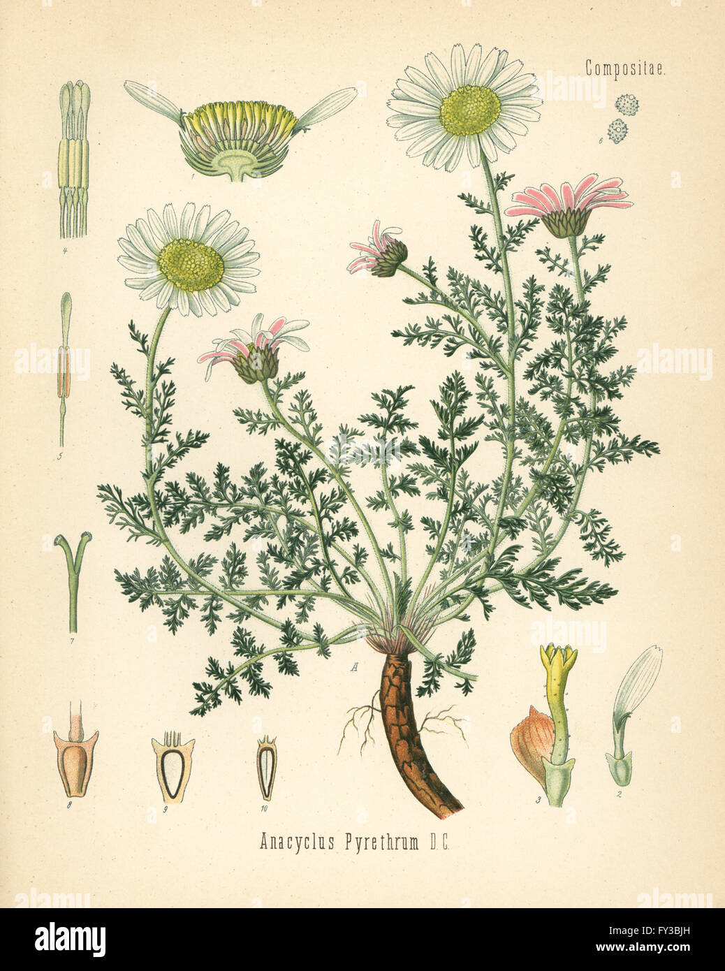 Spanish chamomile or Mount Atlas daisy, Anacyclus pyrethrum. Chromolithograph after a botanical illustration from Hermann Adolph Koehler's Medicinal Plants, edited by Gustav Pabst, Koehler, Germany, 1887. Stock Photo