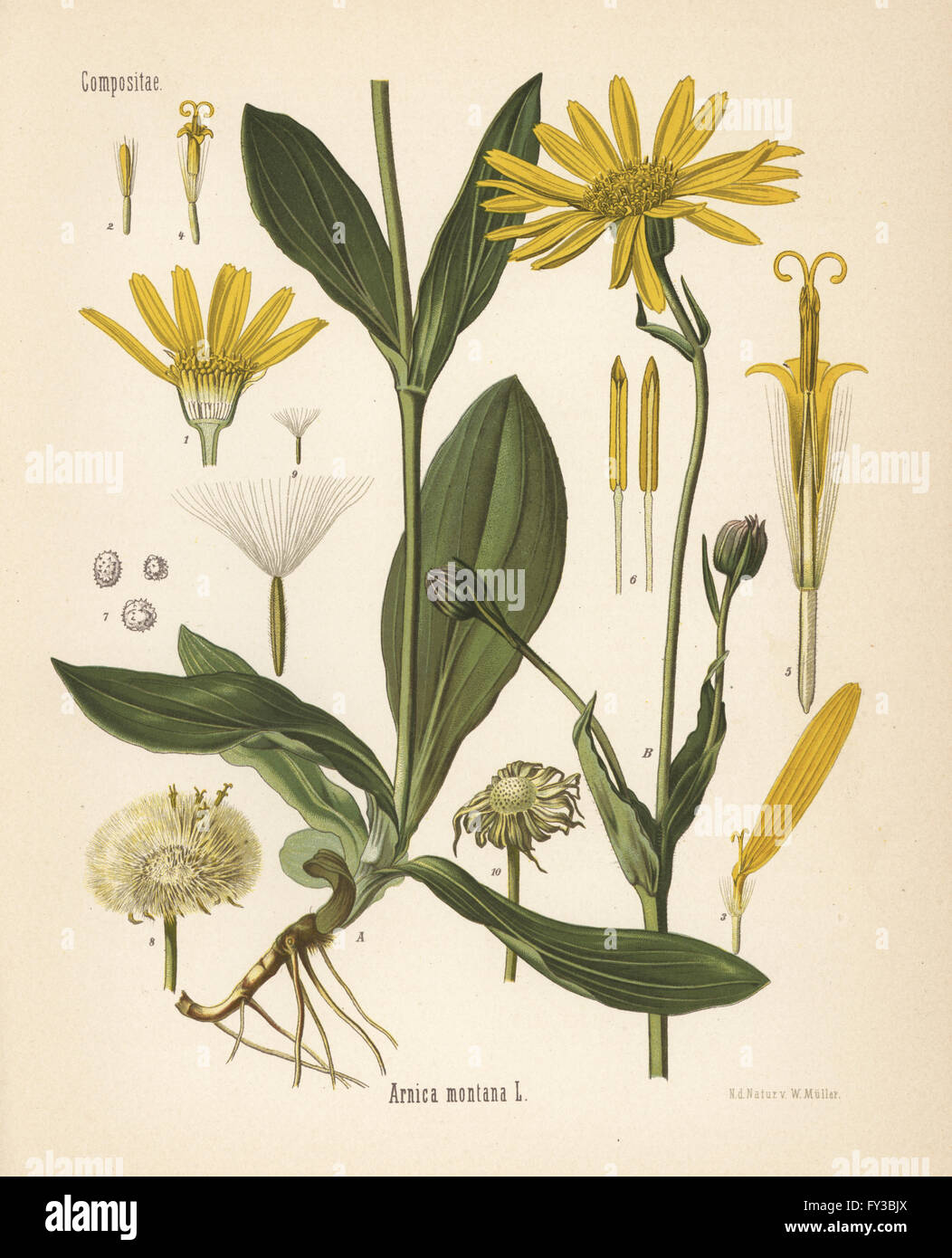 Wolf's bane or mountain arnica, Arnica montana. Chromolithograph after a botanical illustration by Walther Muller from Hermann Adolph Koehler's Medicinal Plants, edited by Gustav Pabst, Koehler, Germany, 1887. Stock Photo