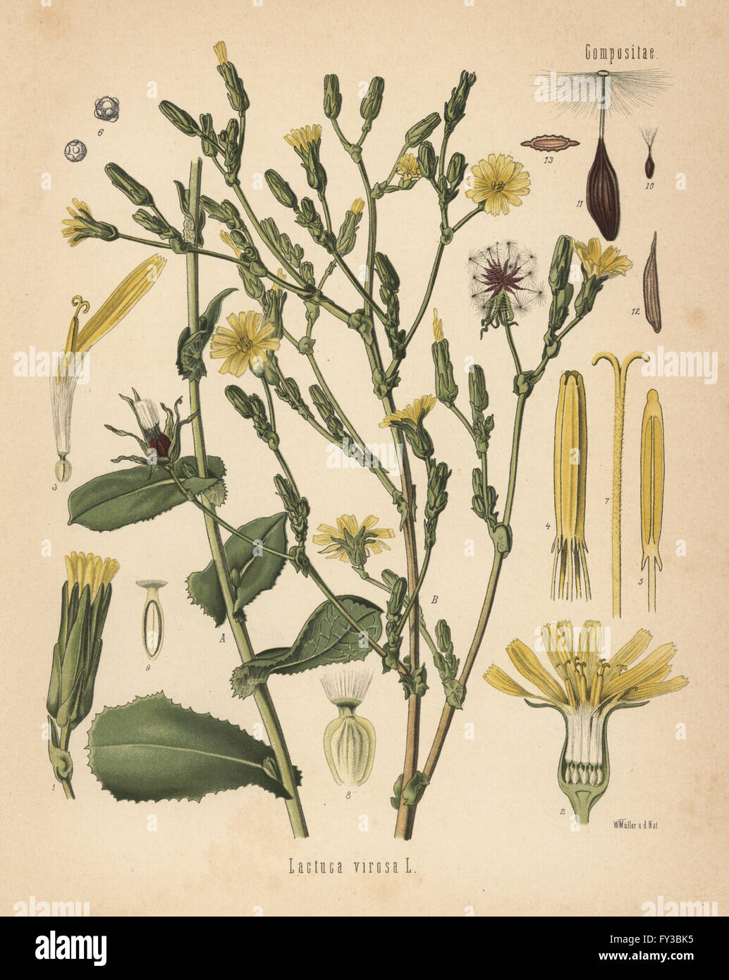 Wild lettuce or bitter lettuce, Lactuca virosa. Chromolithograph after a botanical illustration by Walther Muller from Hermann Adolph Koehler's Medicinal Plants, edited by Gustav Pabst, Koehler, Germany, 1887. Stock Photo