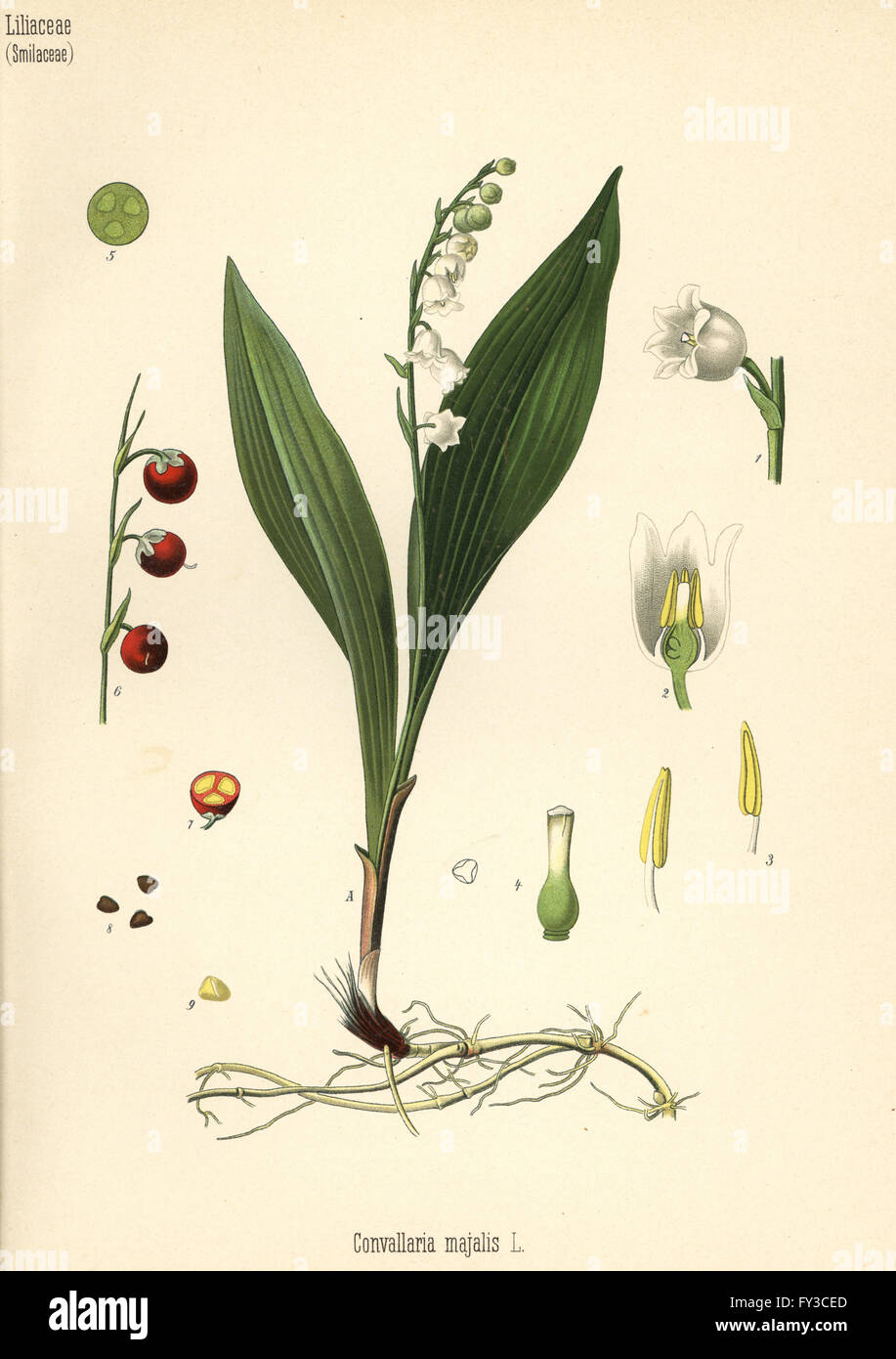 Lily of the valley, Convallaria majalis. Chromolithograph after a botanical illustration from Hermann Adolph Koehler's Medicinal Plants, edited by Gustav Pabst, Koehler, Germany, 1887. Stock Photo