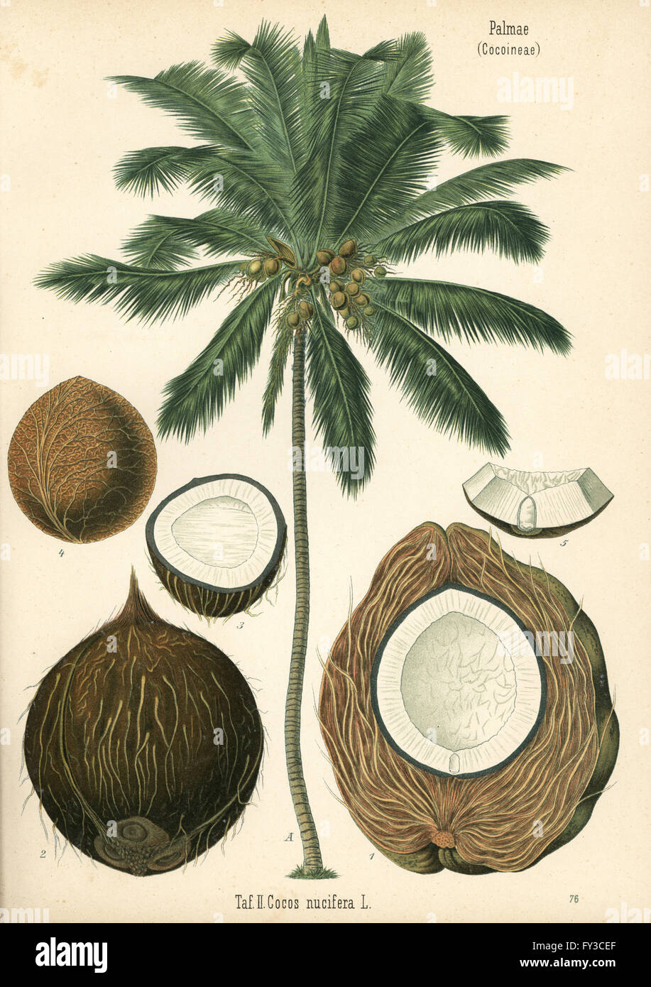 Coconut tree, Cocos nucifera. Chromolithograph after a botanical illustration from Hermann Adolph Koehler's Medicinal Plants, edited by Gustav Pabst, Koehler, Germany, 1887. Stock Photo