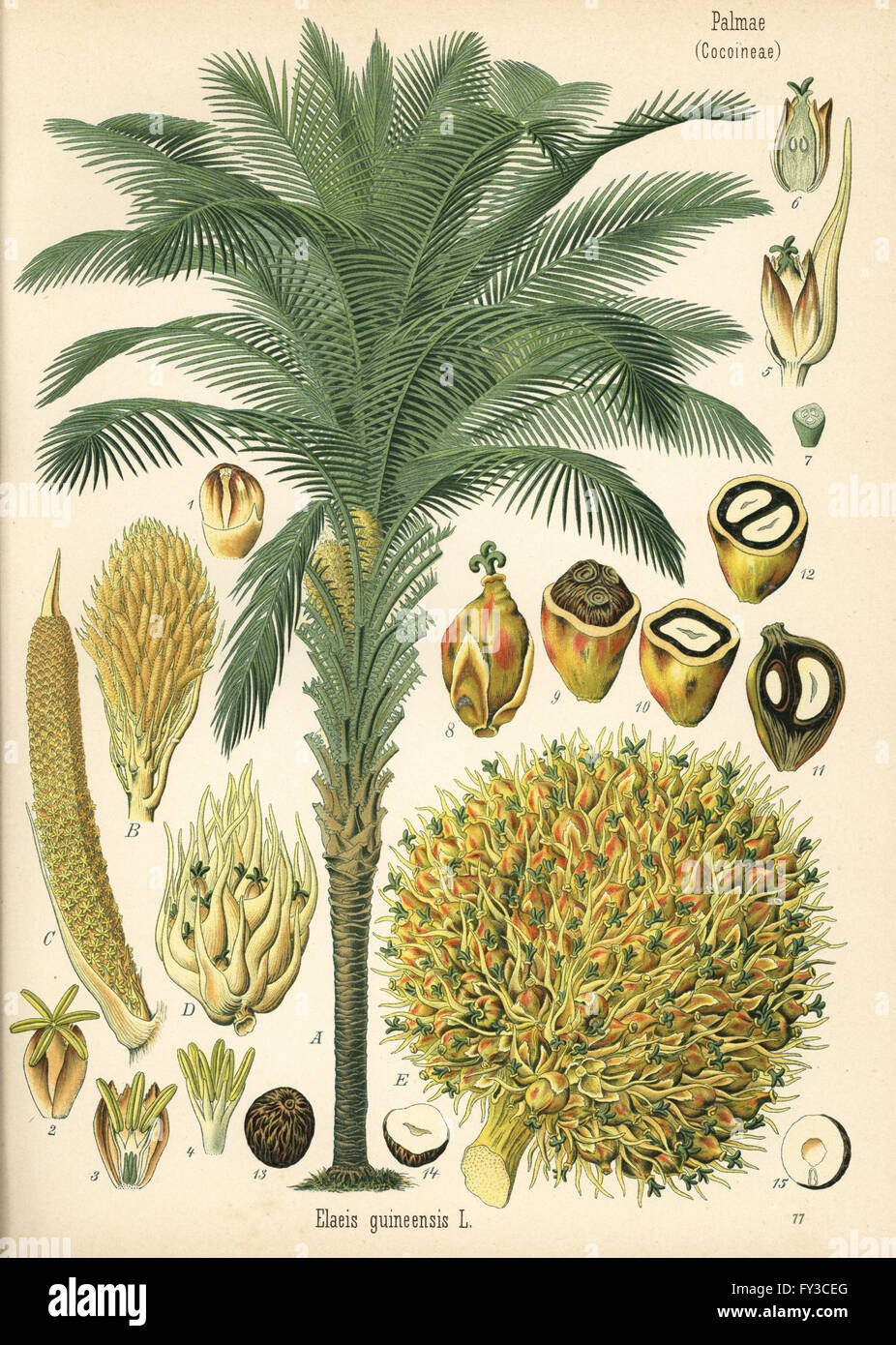 African oil palm or macaw-fat, Elaeis guineensis. Chromolithograph after a botanical illustration from Hermann Adolph Koehler's Medicinal Plants, edited by Gustav Pabst, Koehler, Germany, 1887. Stock Photo