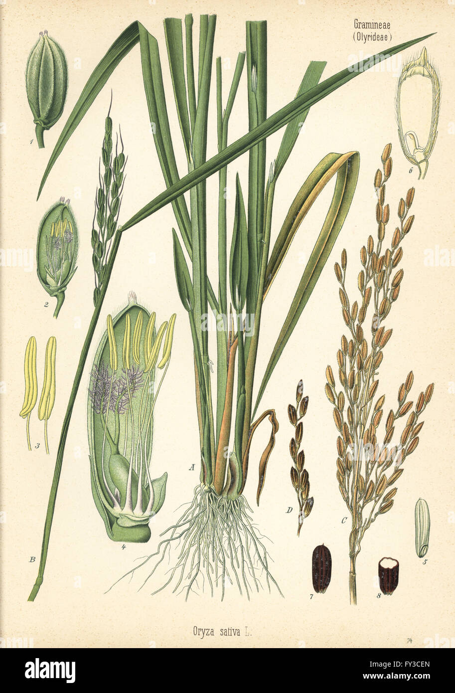 Rice, Oryza sativa. Chromolithograph after a botanical illustration from Hermann Adolph Koehler's Medicinal Plants, edited by Gustav Pabst, Koehler, Germany, 1887. Stock Photo