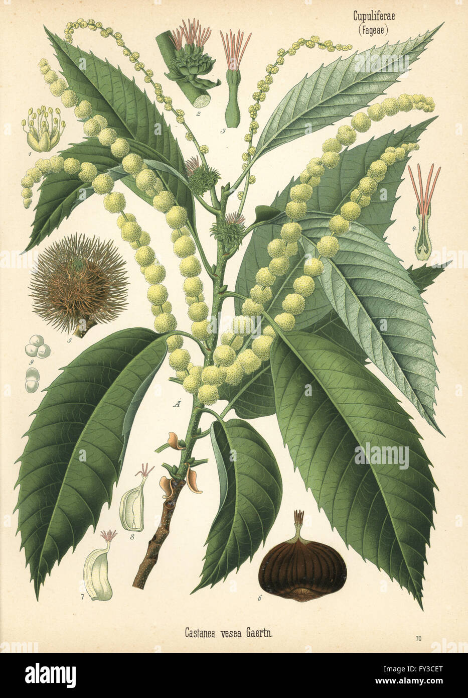 Sweet chestnut, Castanea sativa (Castanea vesea). Chromolithograph after a botanical illustration from Hermann Adolph Koehler's Medicinal Plants, edited by Gustav Pabst, Koehler, Germany, 1887. Stock Photo