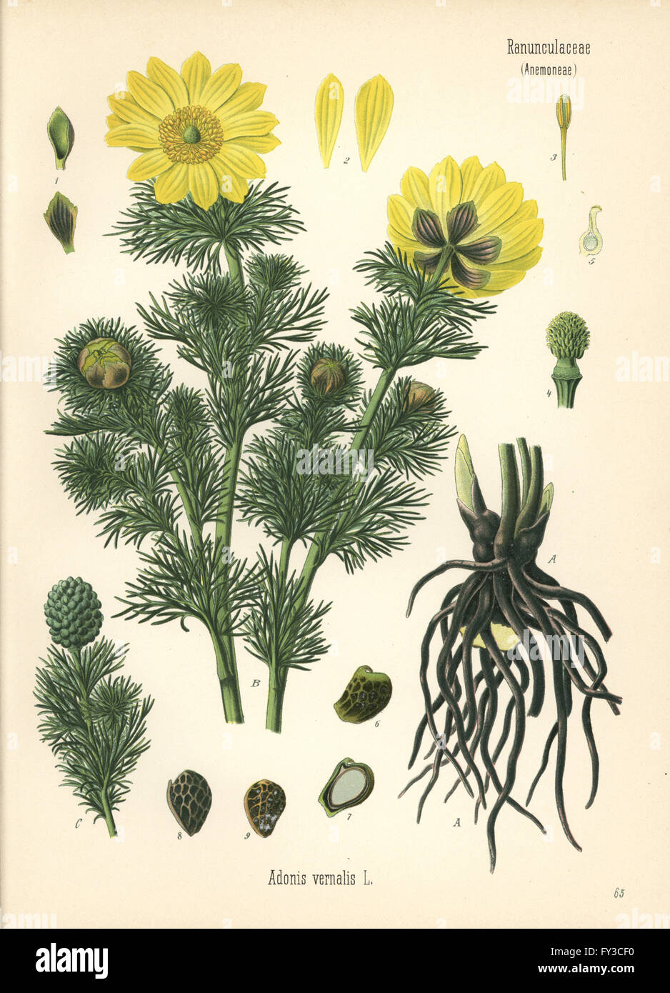 Spring pheasant's eye, Adonis vernalis. Chromolithograph after a botanical illustration from Hermann Adolph Koehler's Medicinal Plants, edited by Gustav Pabst, Koehler, Germany, 1887. Stock Photo