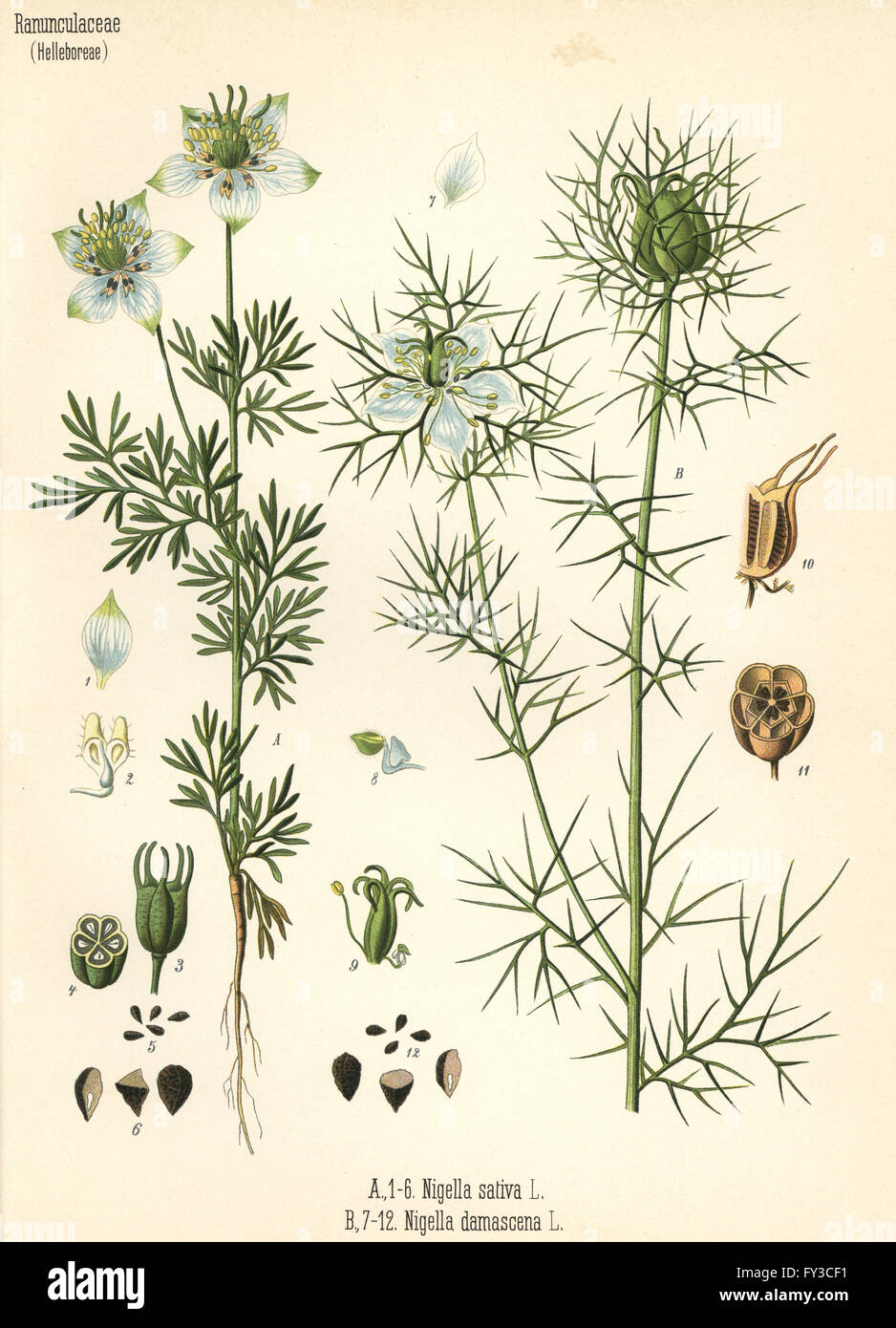 Black cumin, Nigella sativa, and love-in-a-mist, Nigella damascena. Chromolithograph after a botanical illustration from Hermann Adolph Koehler's Medicinal Plants, edited by Gustav Pabst, Koehler, Germany, 1887. Stock Photo