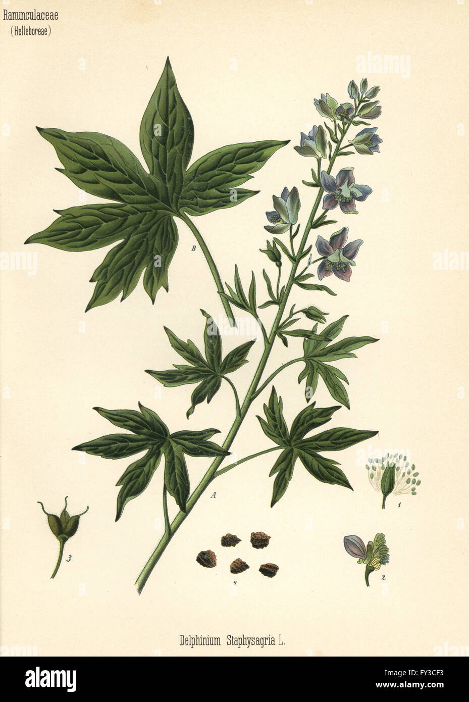 Lice-bane or stavesacre, Delphinium staphisagria. Chromolithograph after a botanical illustration from Hermann Adolph Koehler's Medicinal Plants, edited by Gustav Pabst, Koehler, Germany, 1887. Stock Photo
