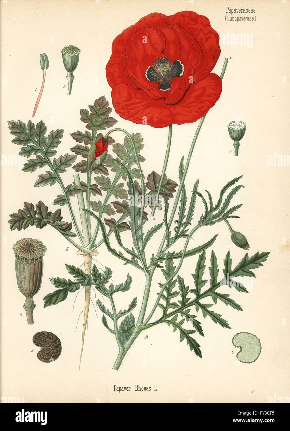 Corn poppy or field poppy, Papaver rhoeas. Chromolithograph after a botanical illustration from Hermann Adolph Koehler's Medicinal Plants, edited by Gustav Pabst, Koehler, Germany, 1887. Stock Photo