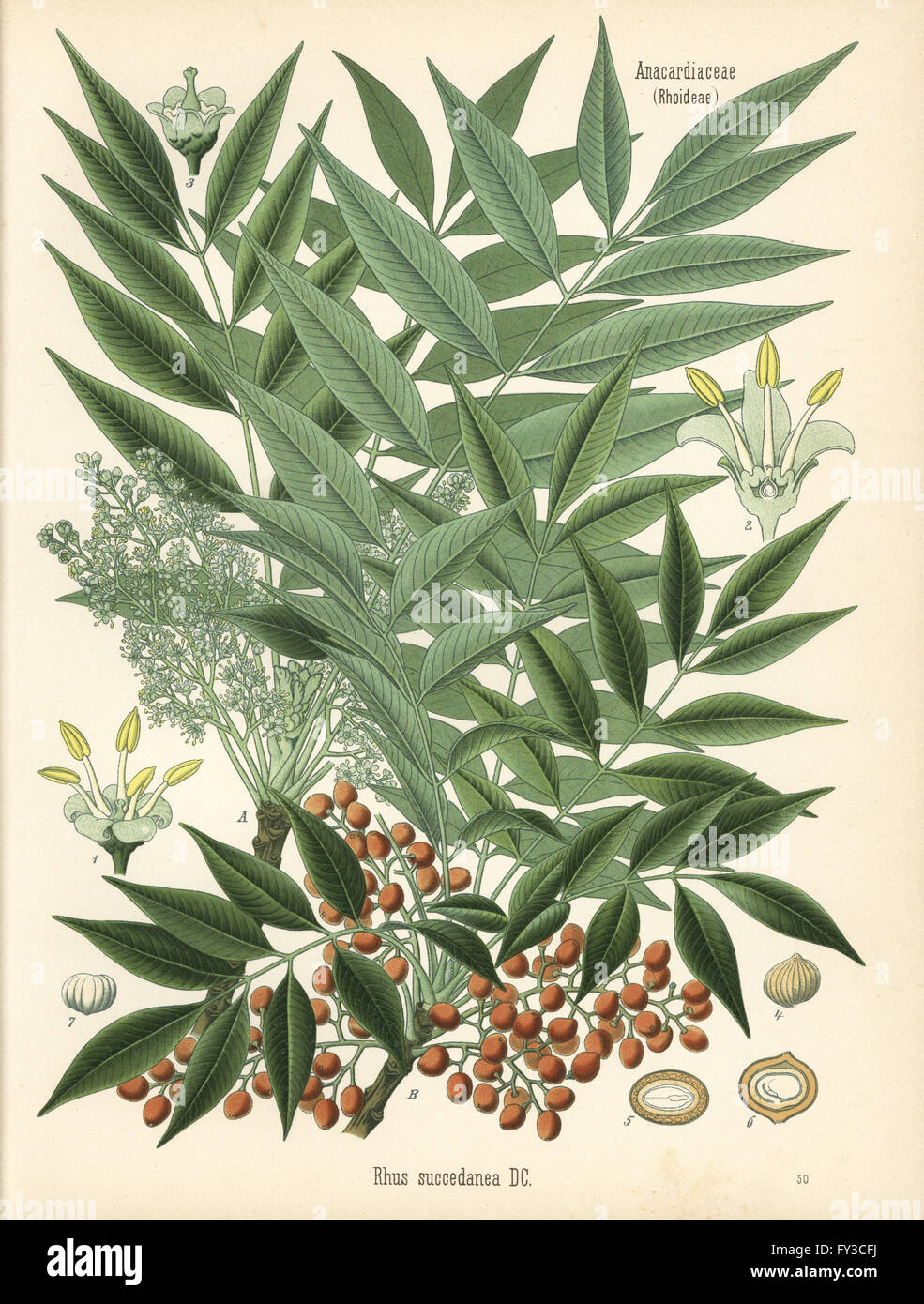 Japanese wax tree, Toxicodendron acuminatum (Rhus succedanea). Chromolithograph after a botanical illustration from Hermann Adolph Koehler's Medicinal Plants, edited by Gustav Pabst, Koehler, Germany, 1887. Stock Photo