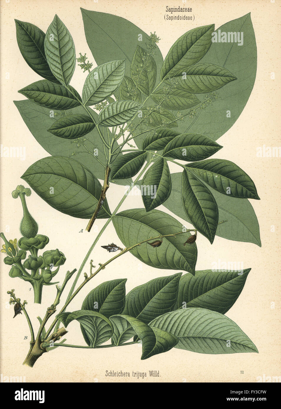 Soapberry, Schleichera trijuga. Chromolithograph after a botanical illustration from Hermann Adolph Koehler's Medicinal Plants, edited by Gustav Pabst, Koehler, Germany, 1887. Stock Photo